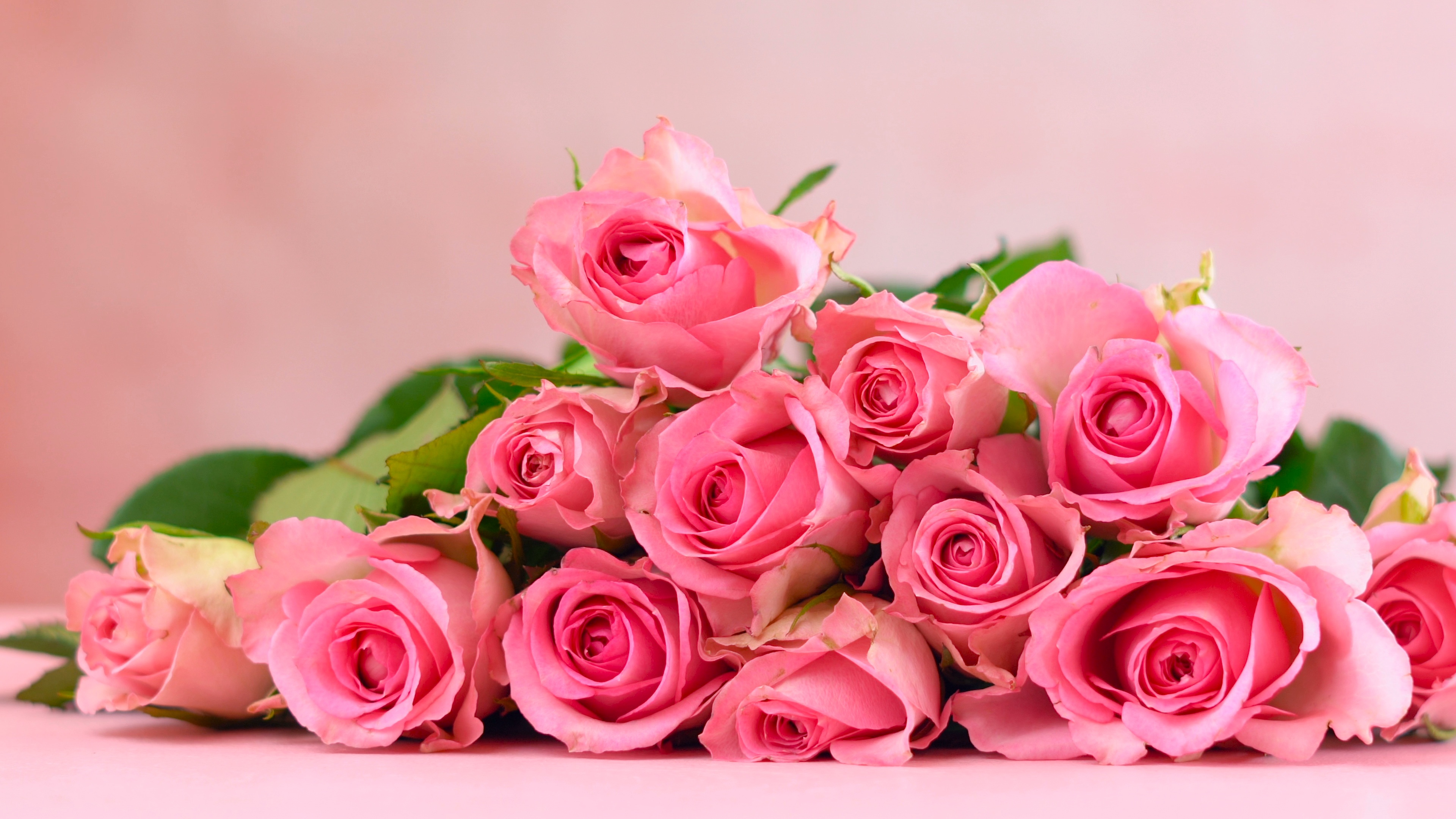 Woman placing pink roses on pink wood table, Mother's Day background ...