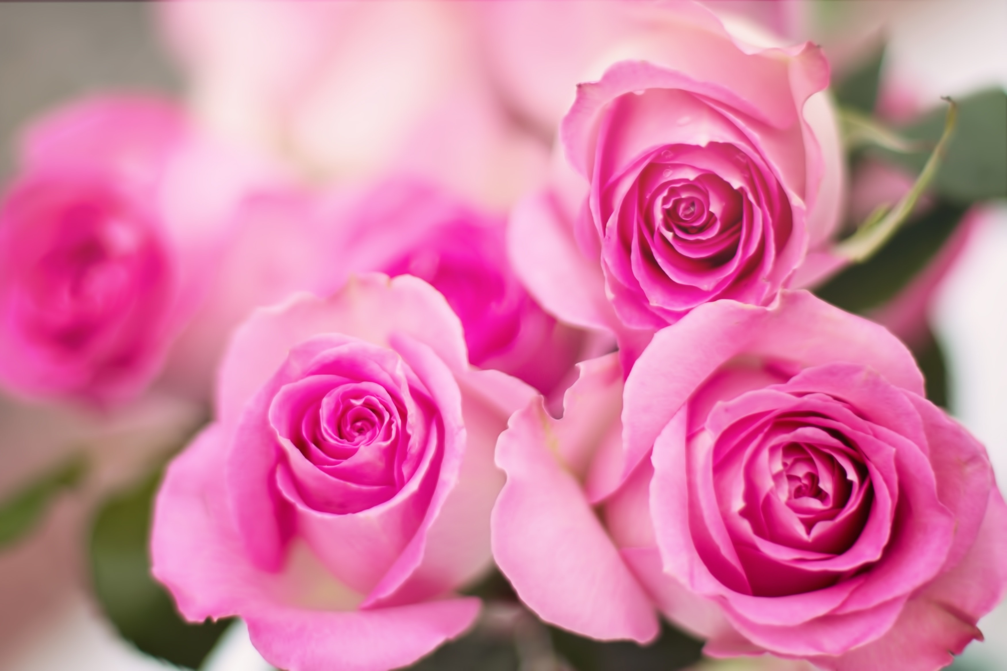 Розые розы. Розовые розы. Шикарные розовые розы.