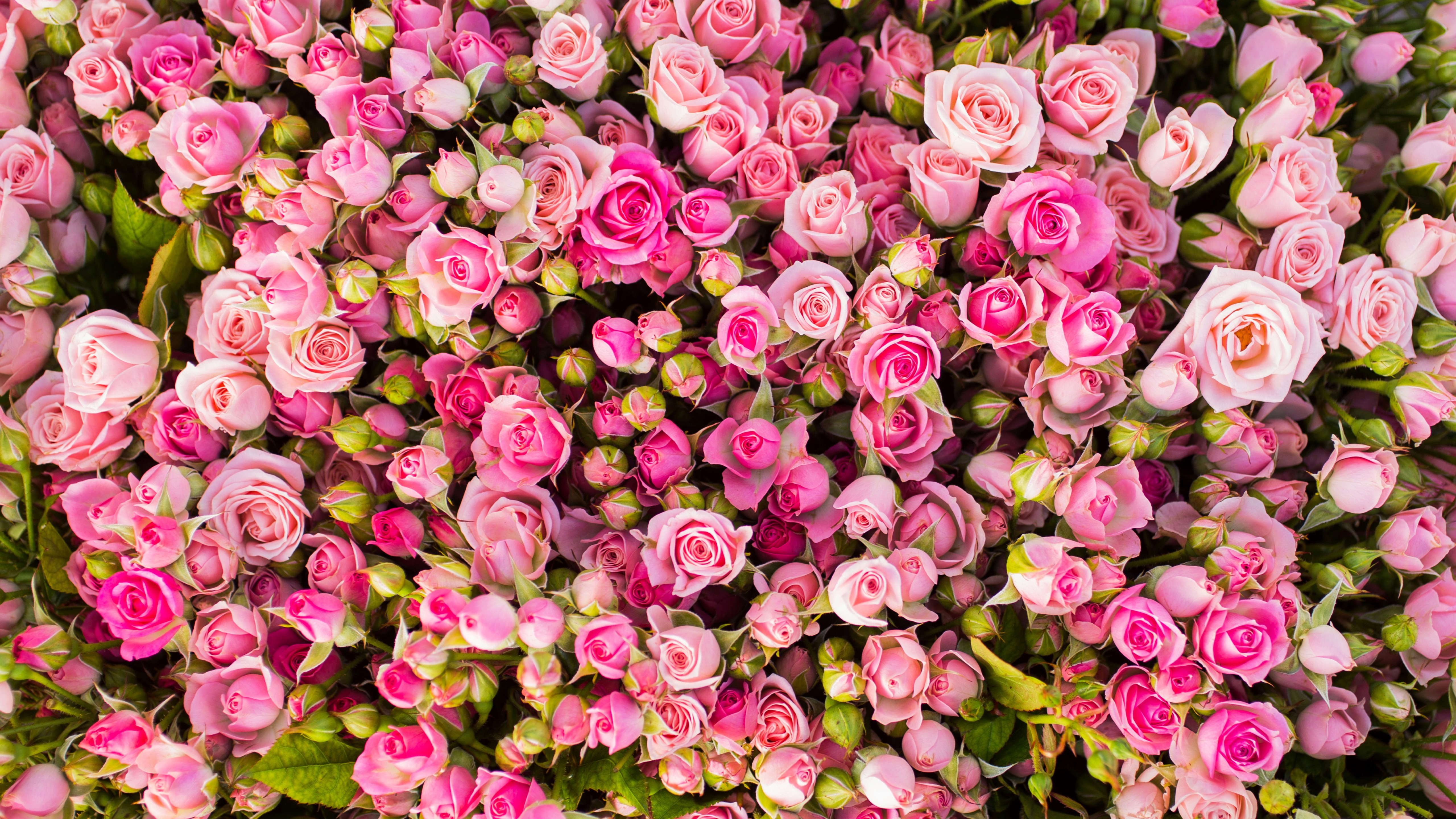 Wallpaper Pink roses, 4K, Flowers, #5862