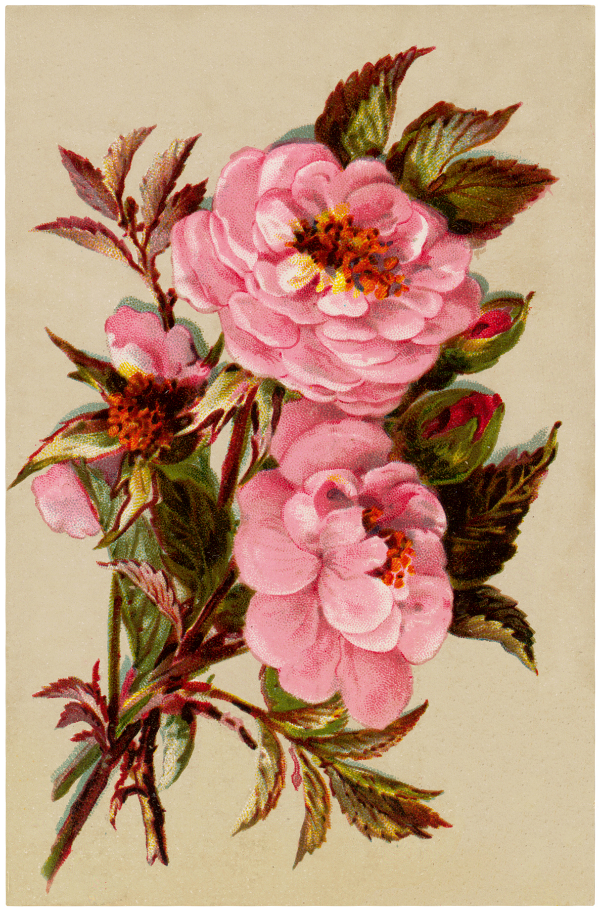 Free Vintage Pink Roses Image - The Graphics Fairy