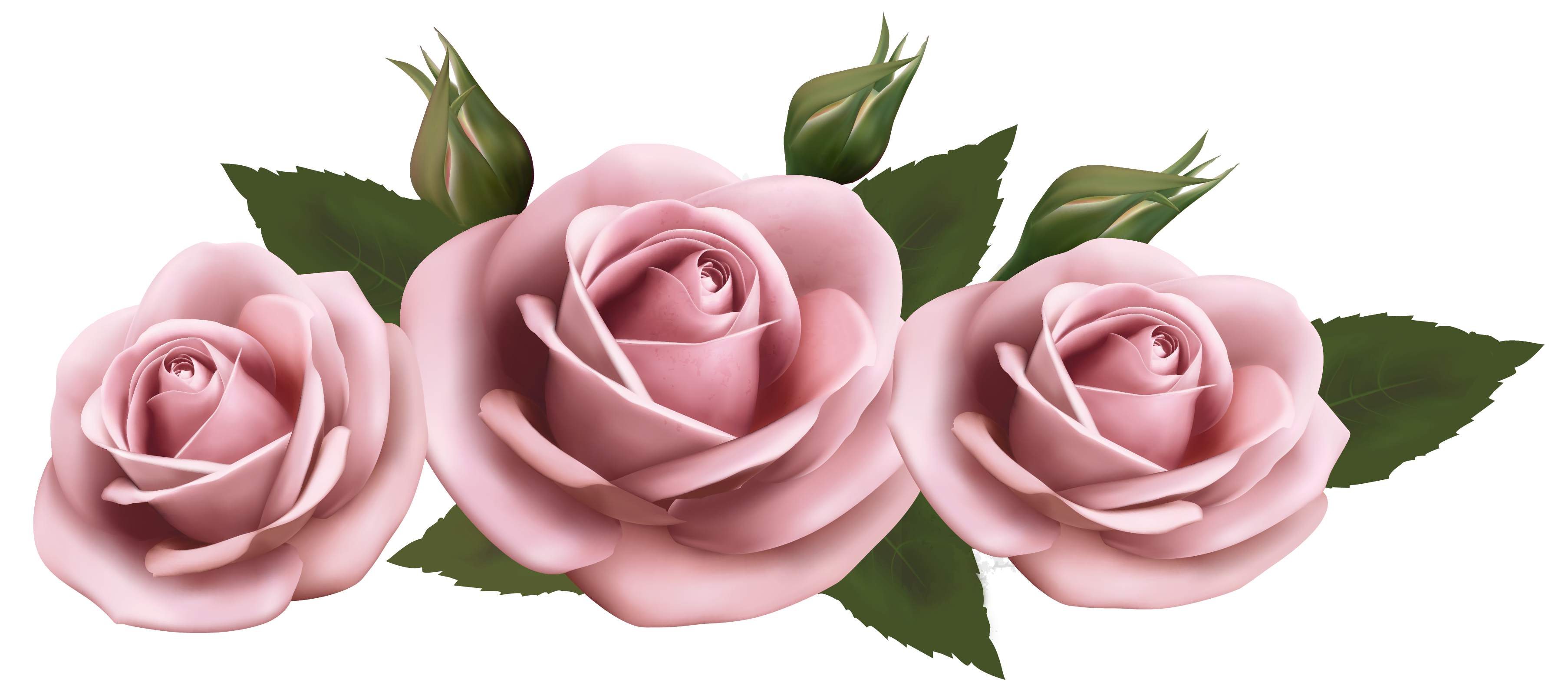 Beautiful Transparent Pink Roses PNG Picture | Gallery Yopriceville ...