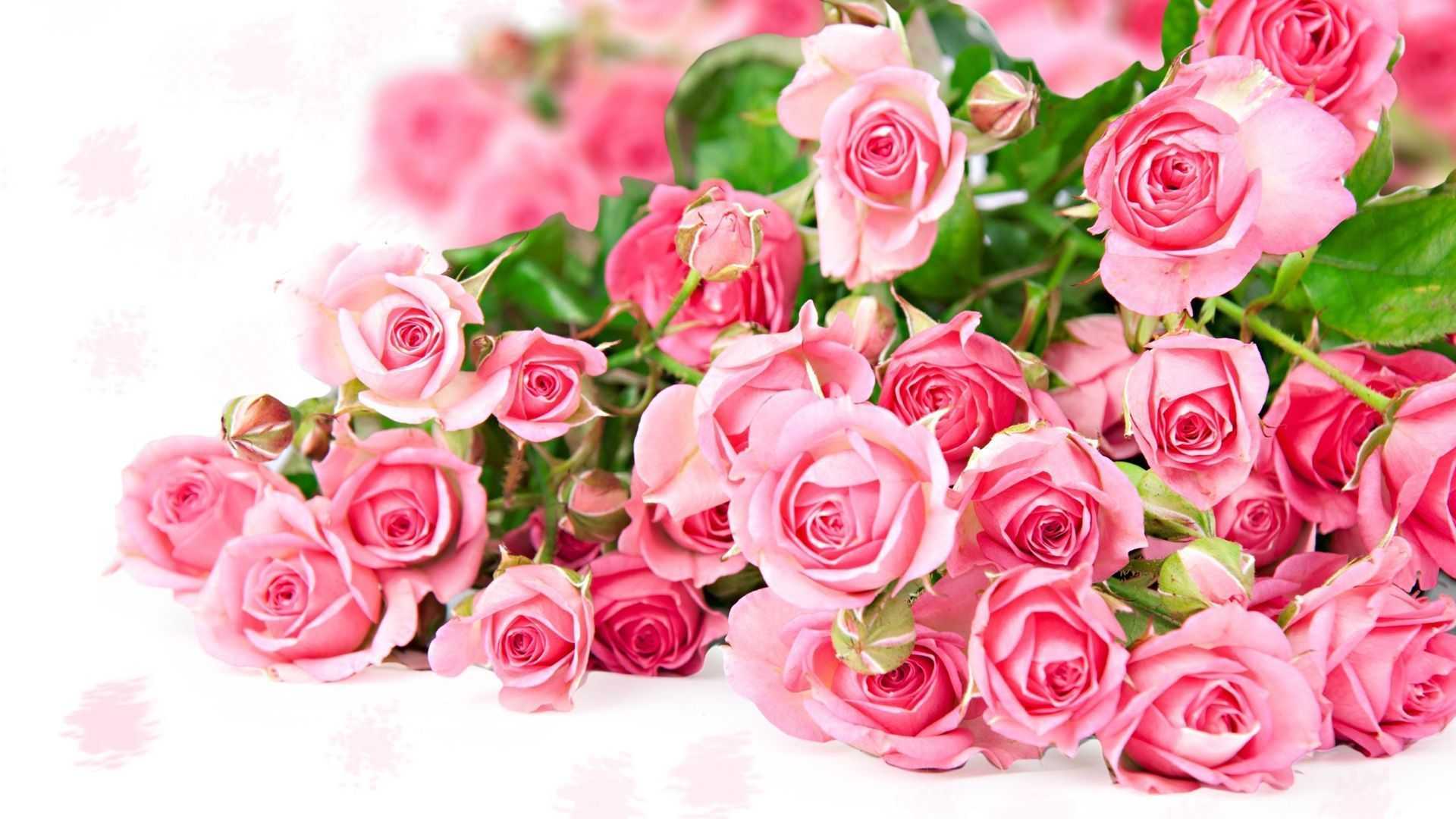 Pink Roses Flower Wallpaper We Heart Photos Full Hd Pics Of Iphone ...