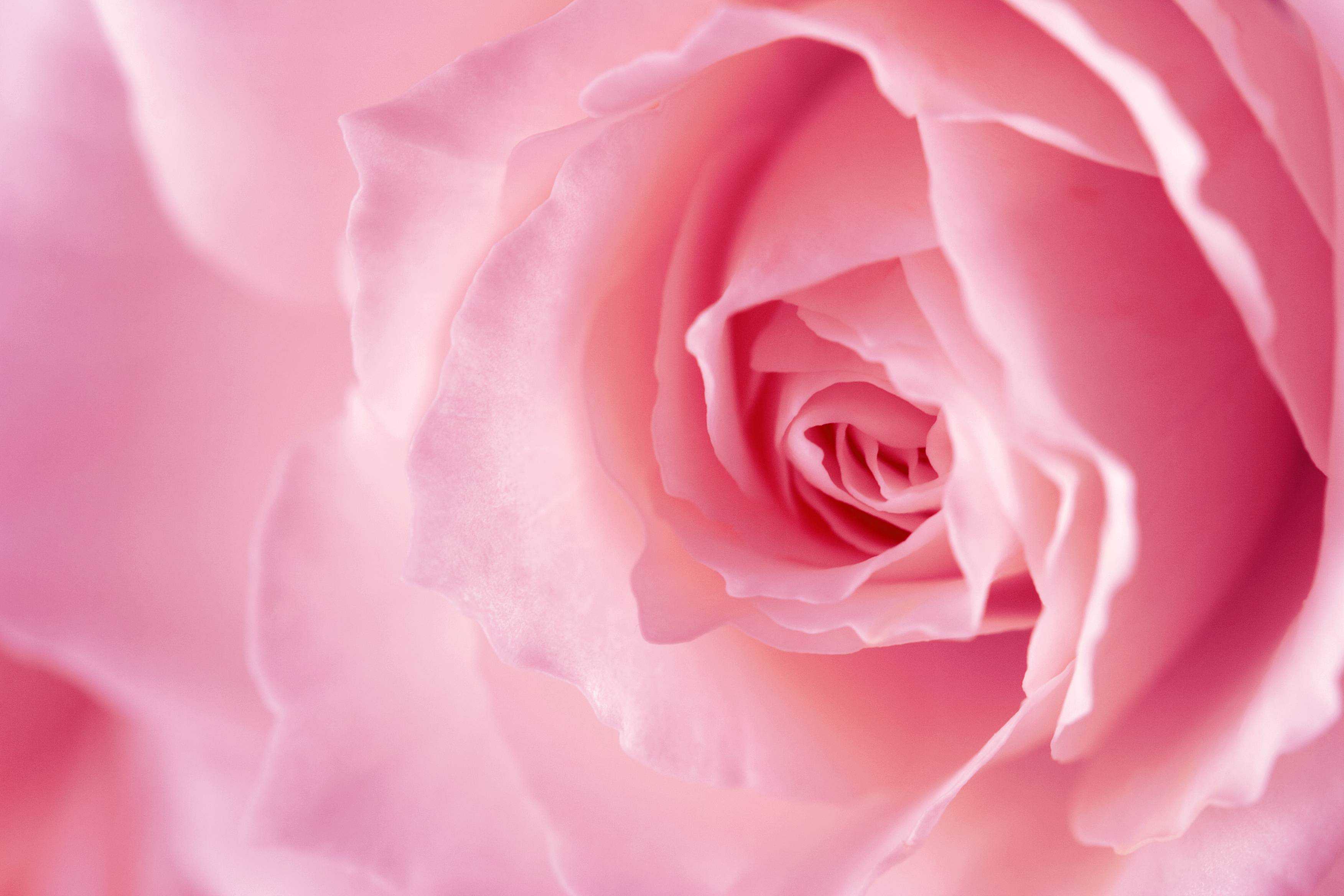 High Quality For Pink Rose Backgrounds Wallpaper Roses Hd Images ...
