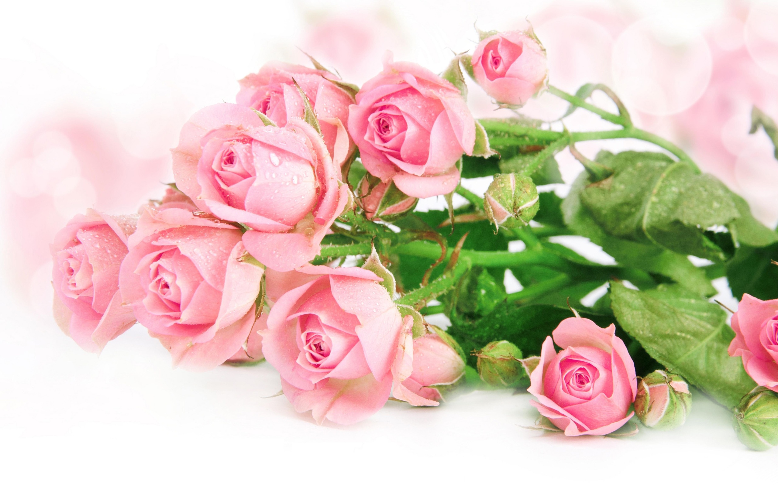Fresh pink roses wallpaper | flowers | Wallpaper Better