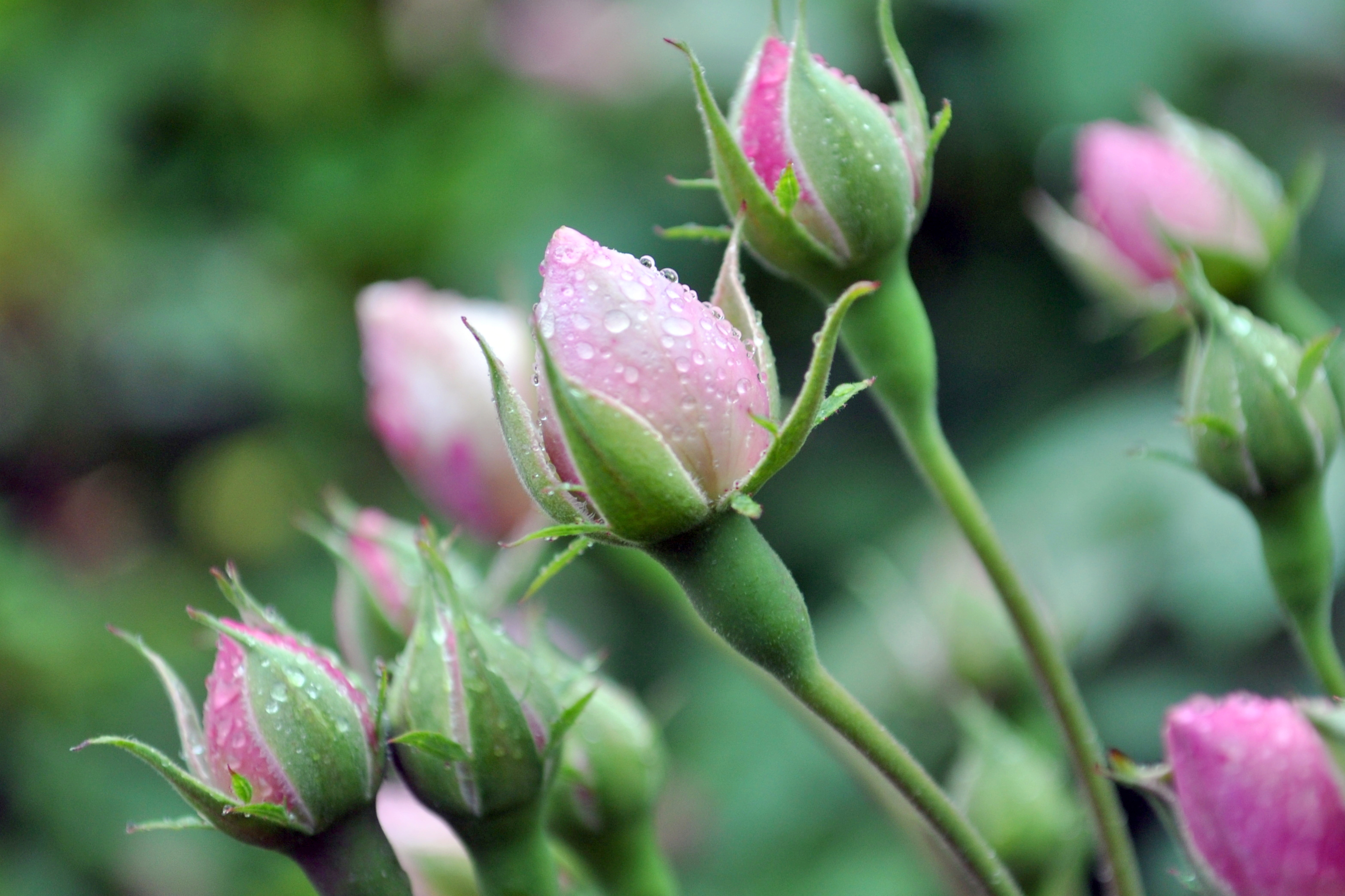 Pink roses with droplets photo