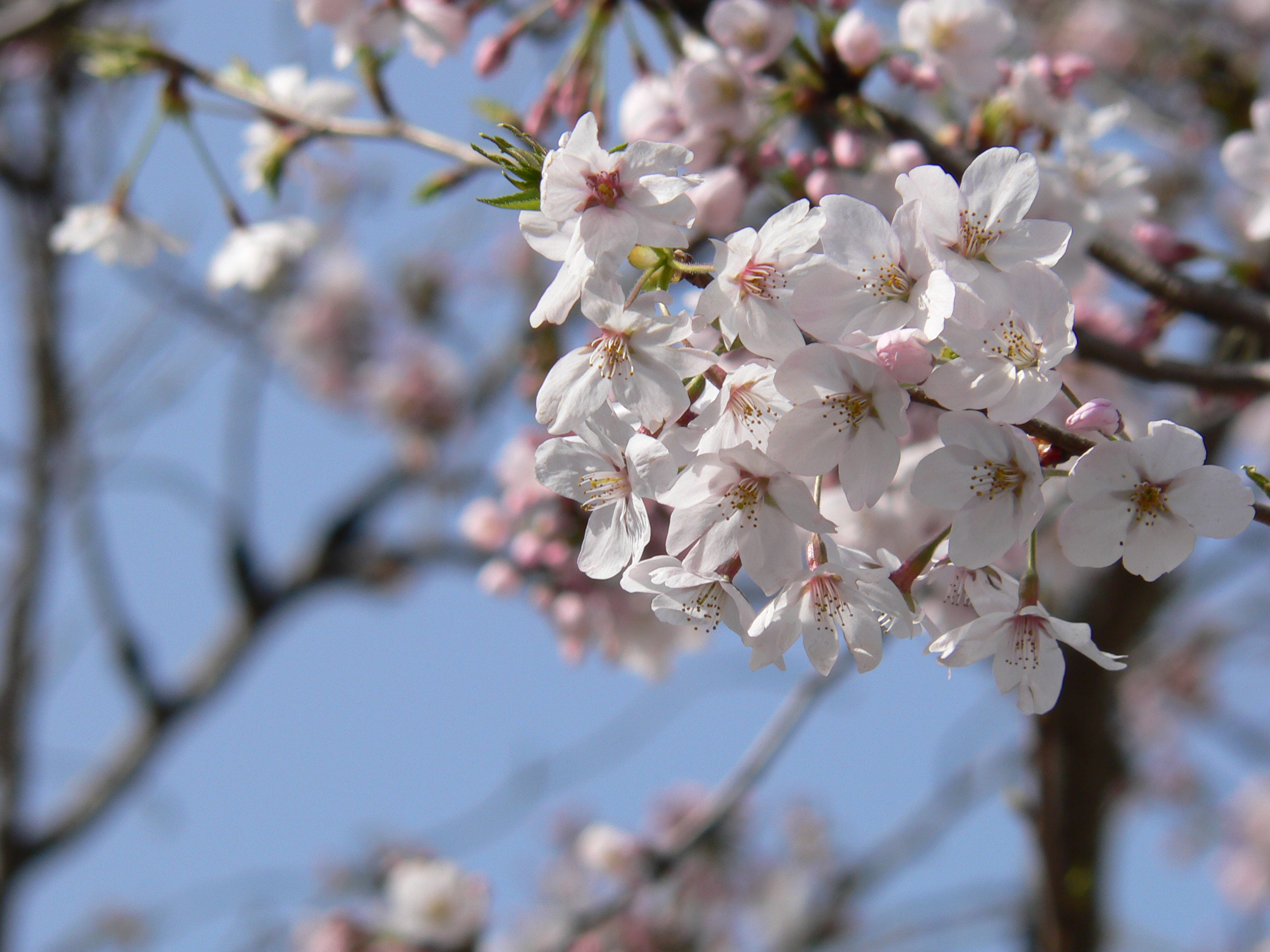 Pink sakura cherry blossoms japan photo