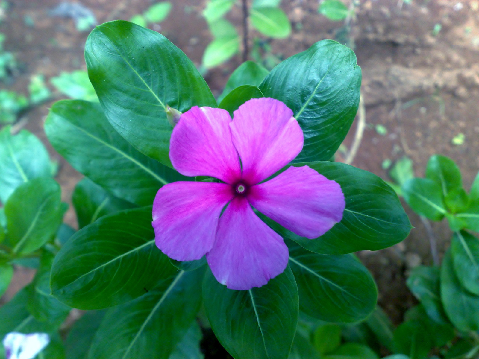 Pink savam nari flower photo