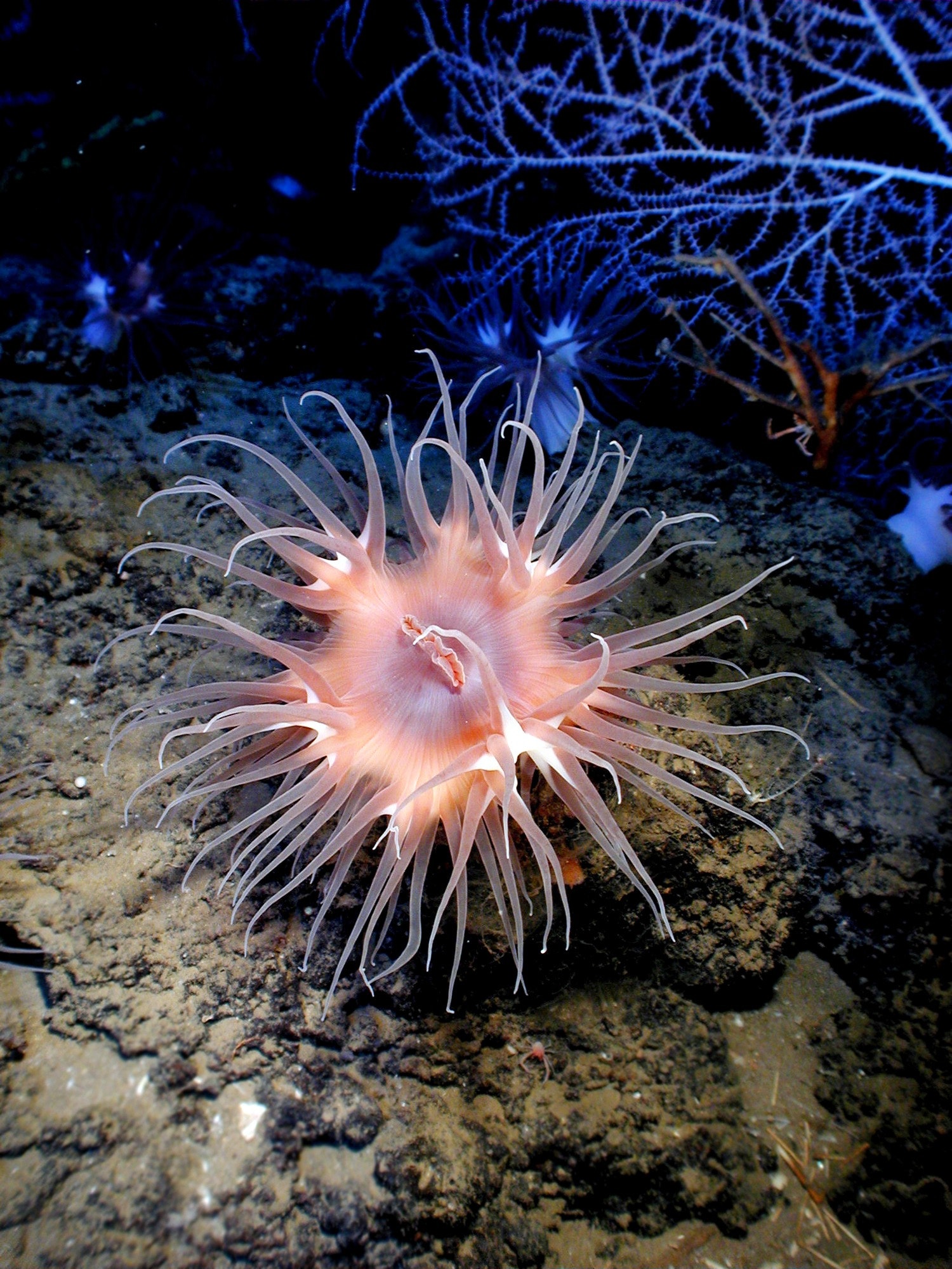 Pink sea creature underwater photo