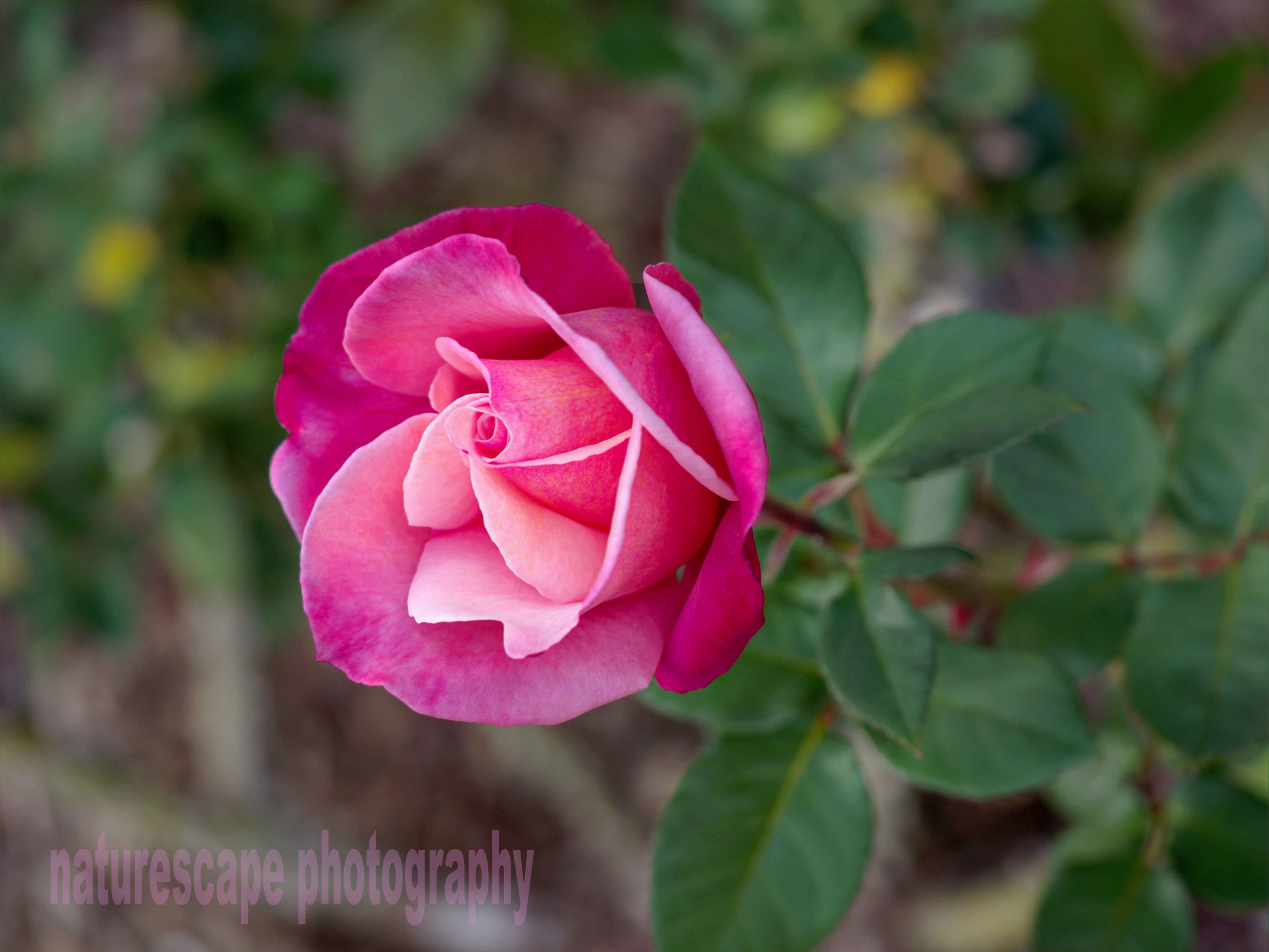Pink single rose photo