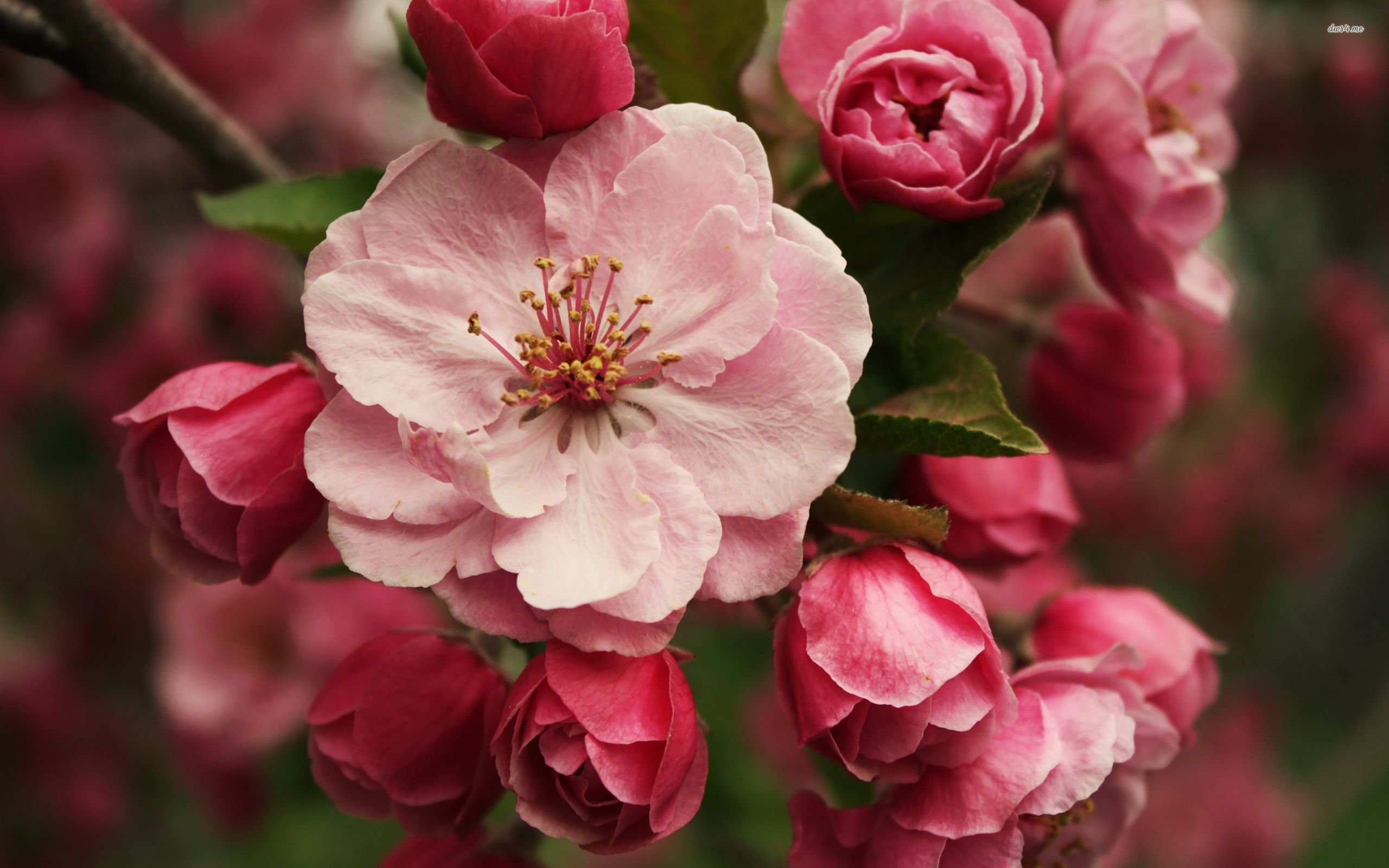 Pink Spring Blossoms - WallDevil