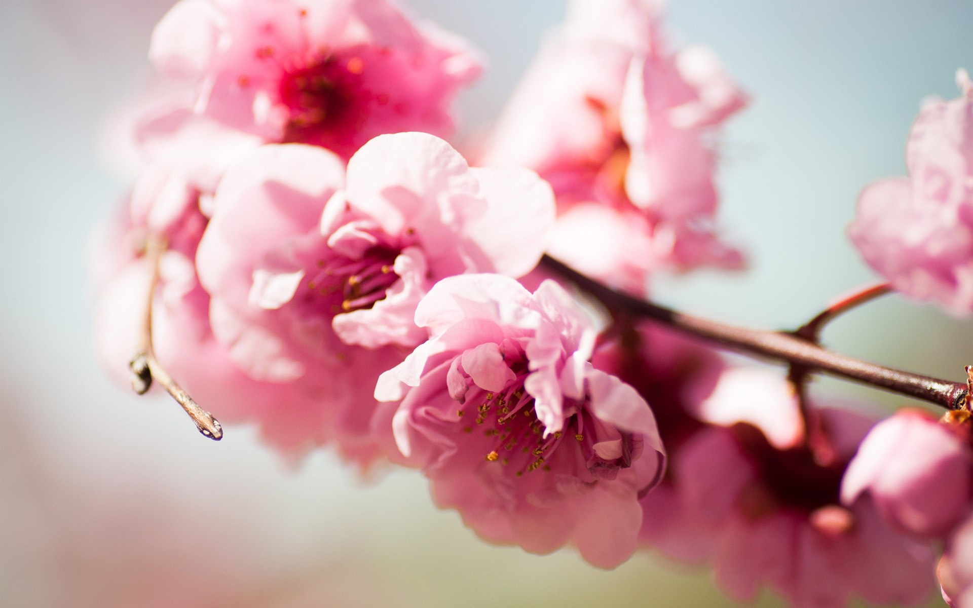 Pink Spring Flowers wallpaper - 1335968