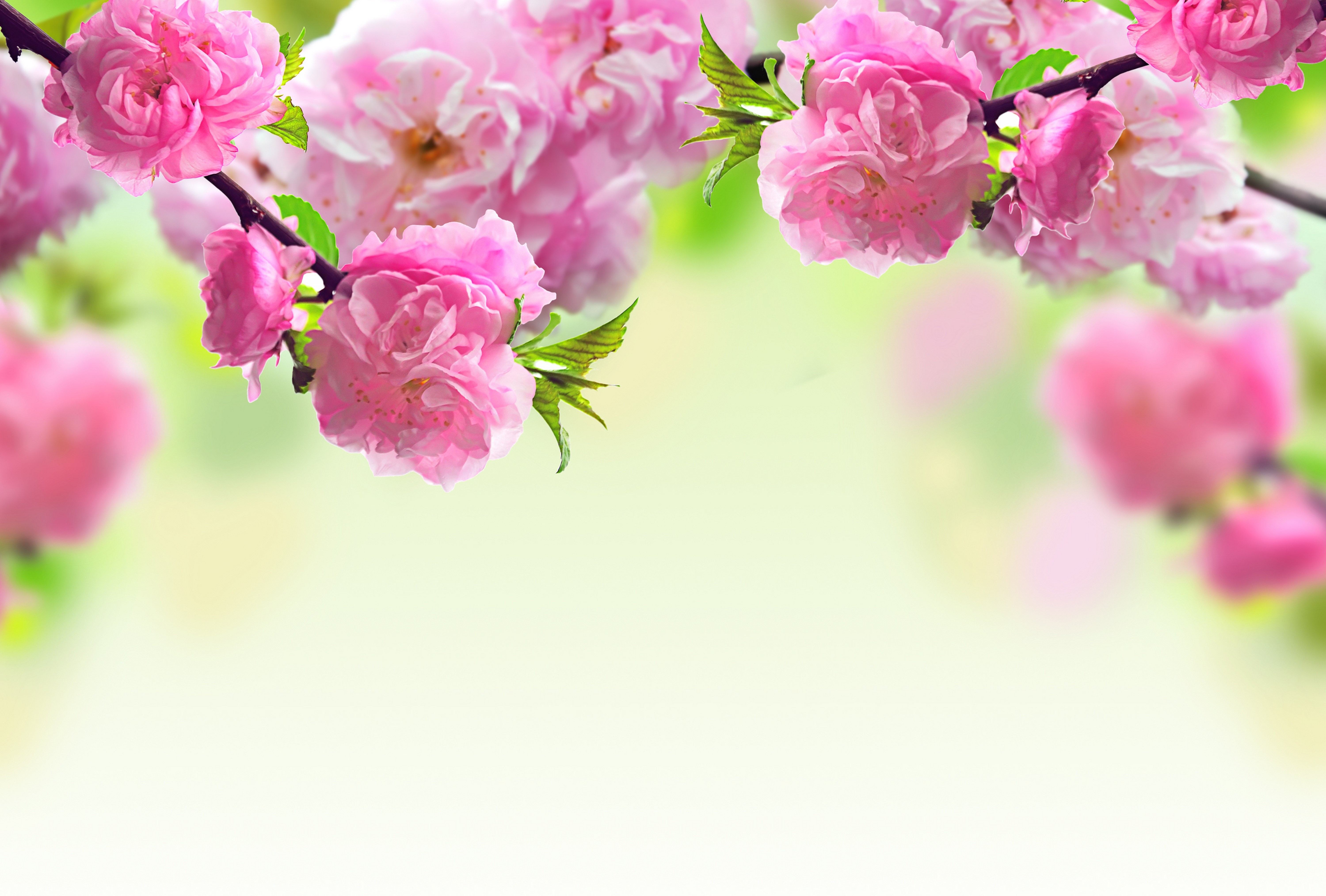 Flowers: Branches Pink Spring Flowers Flowering Nature Picture for ...