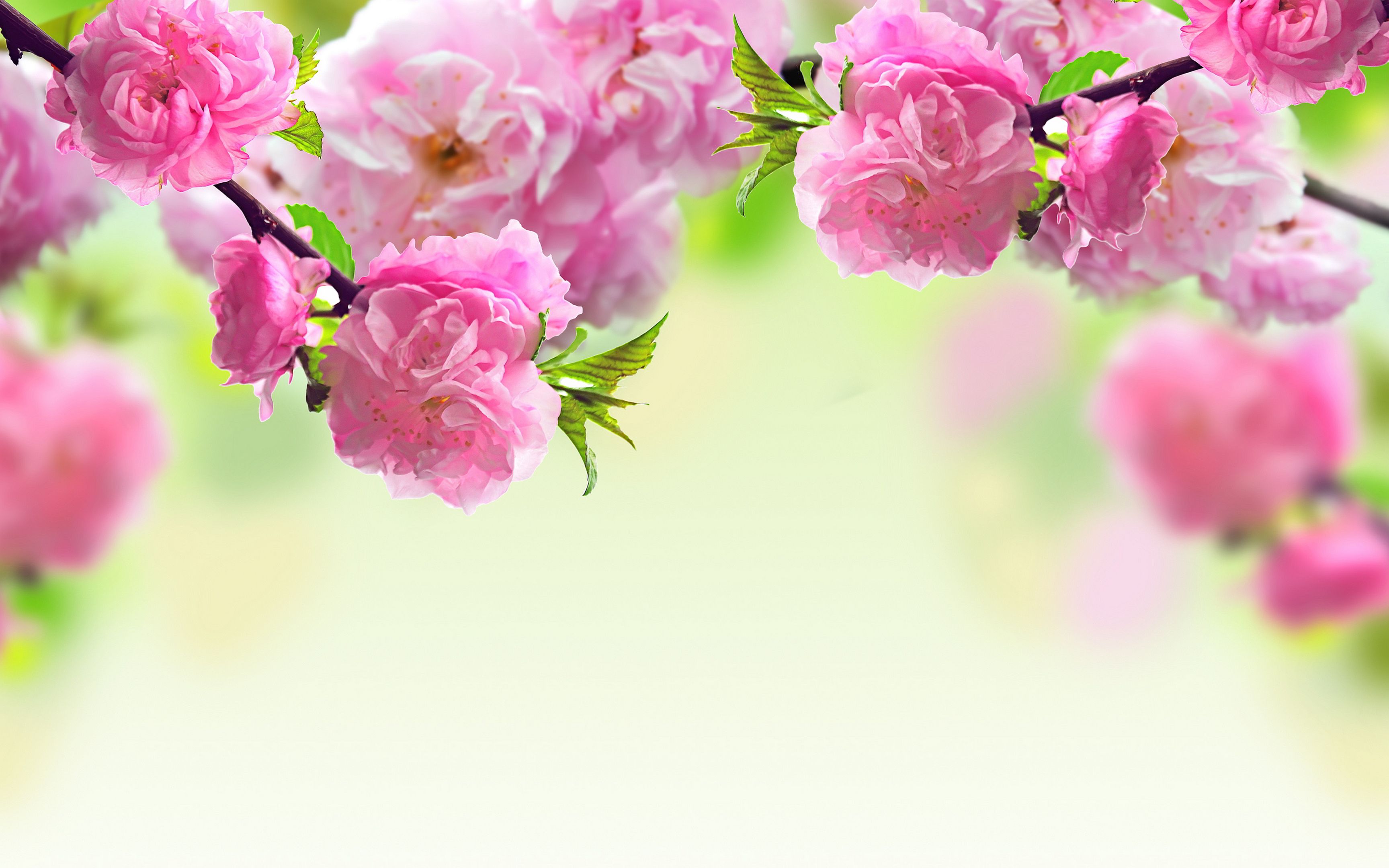 Pink spring flowers photo