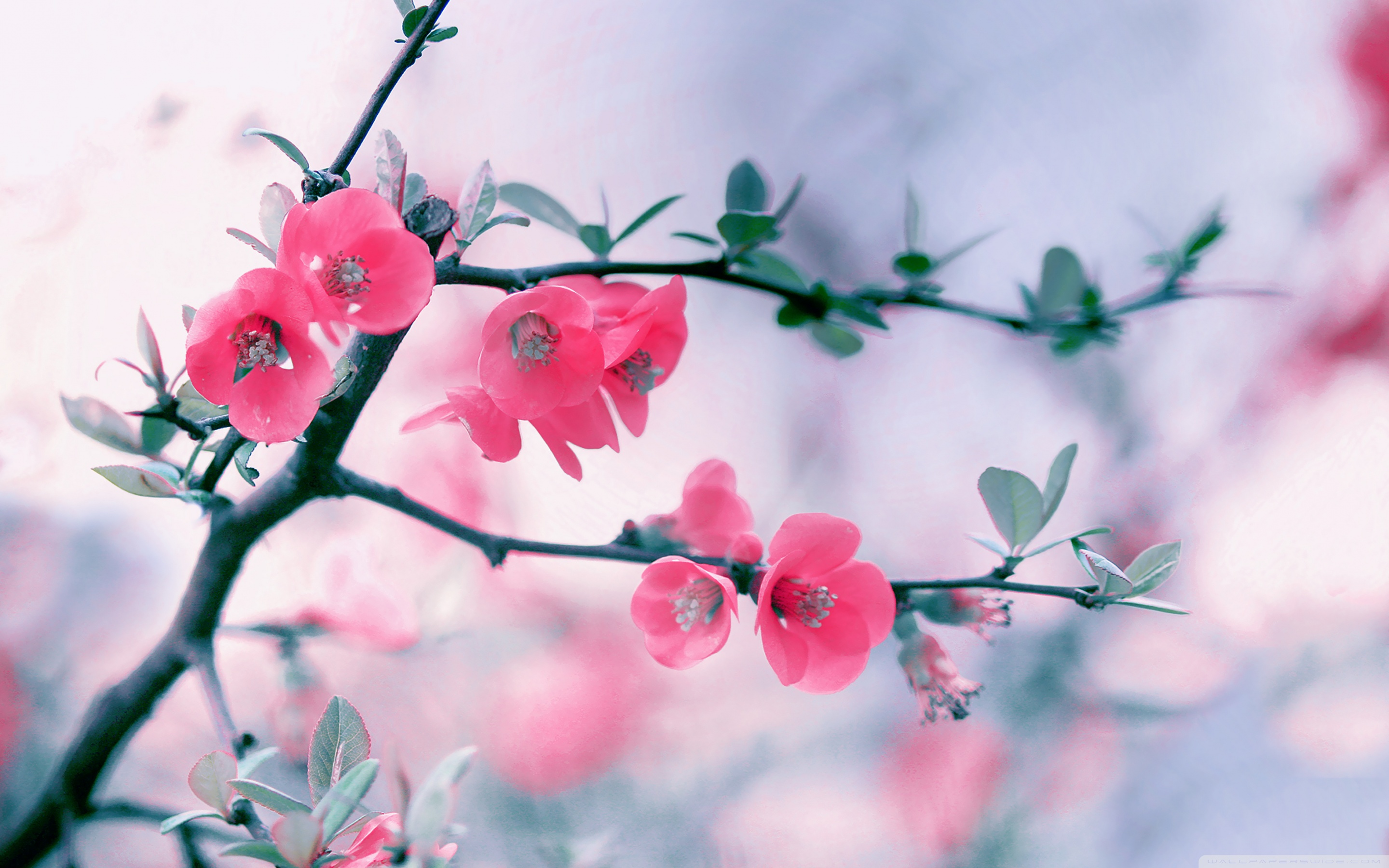 Pink Blossom Flowers, Spring ❤ 4K HD Desktop Wallpaper for 4K Ultra ...