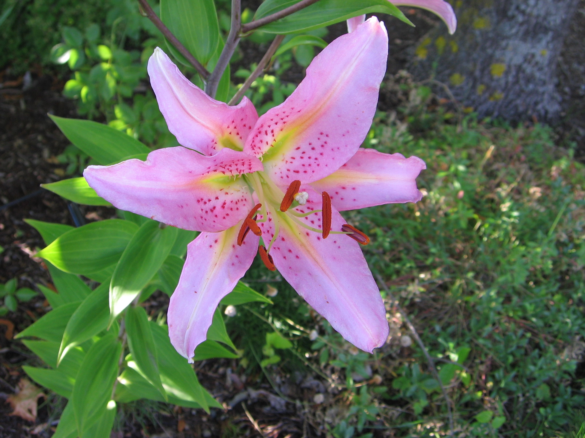 File:Pink star lily.jpg - Wikimedia Commons