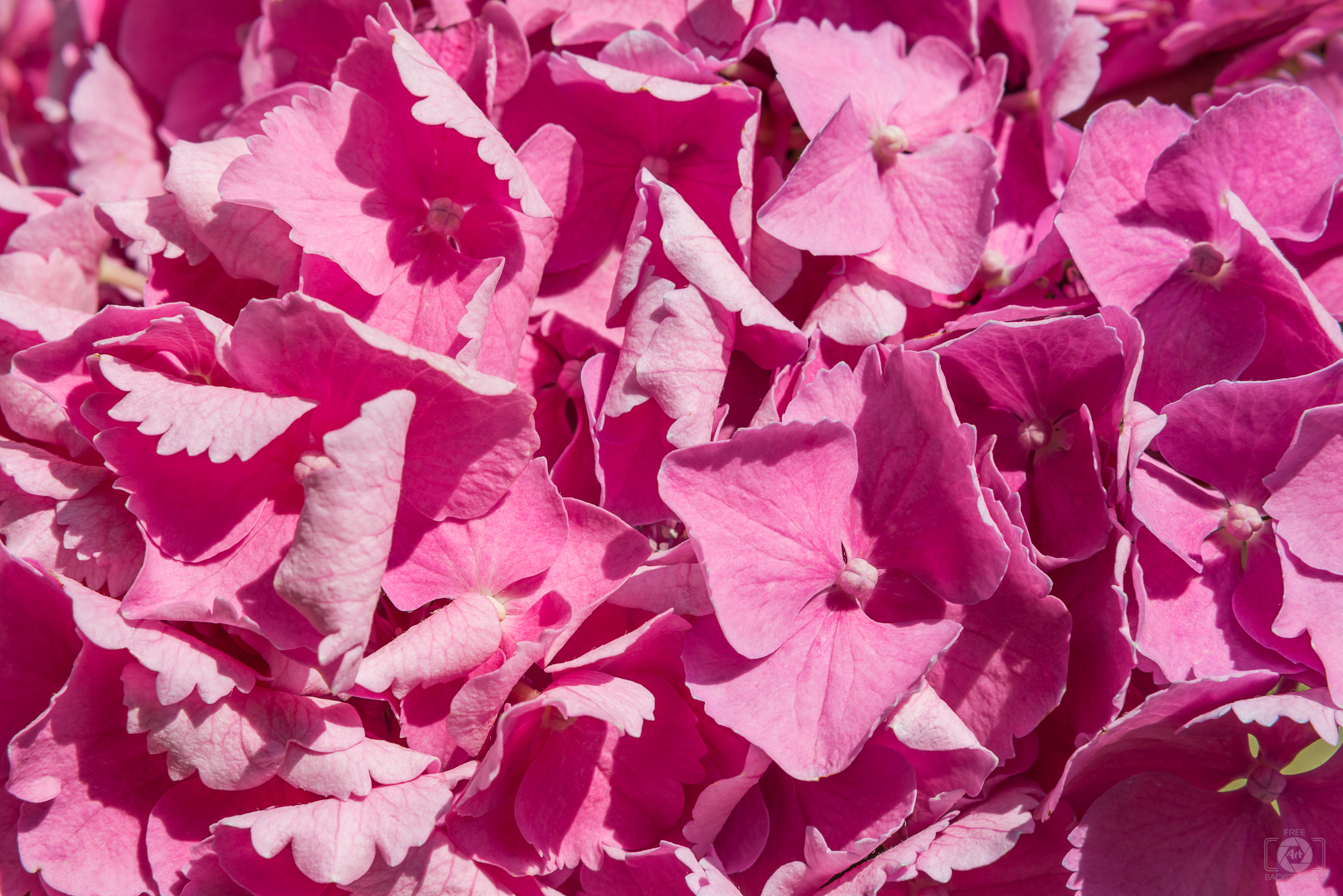 Pink Hydrangea Flower Texture - High-quality Free Backgrounds