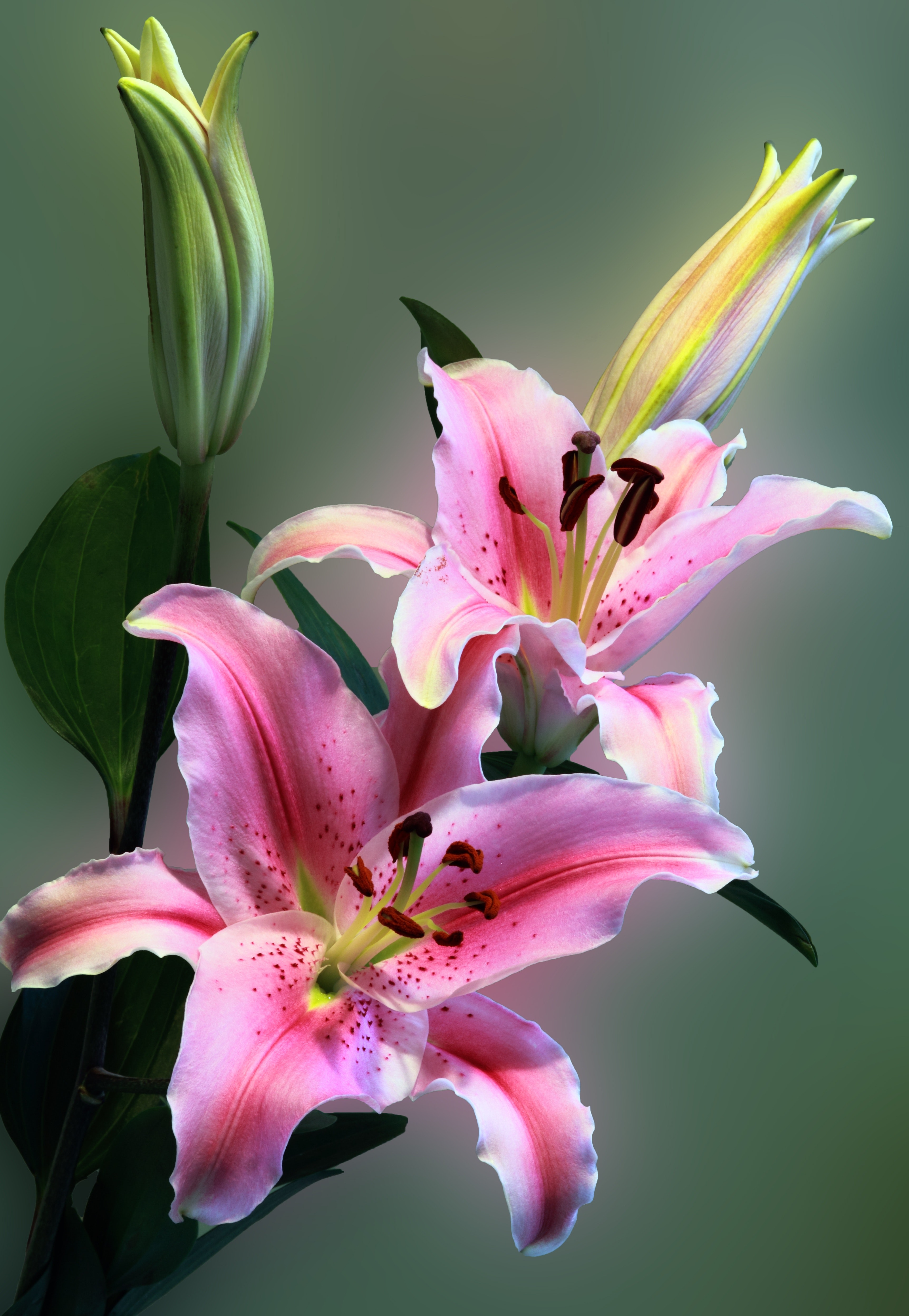 Pink tiger lily on bloom photo