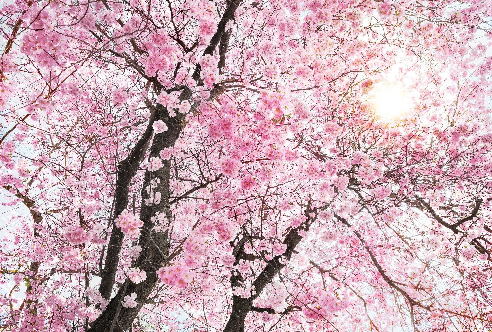 Pink Tree Images  Browse 2530 Stock Photos Vectors and Video  Adobe  Stock