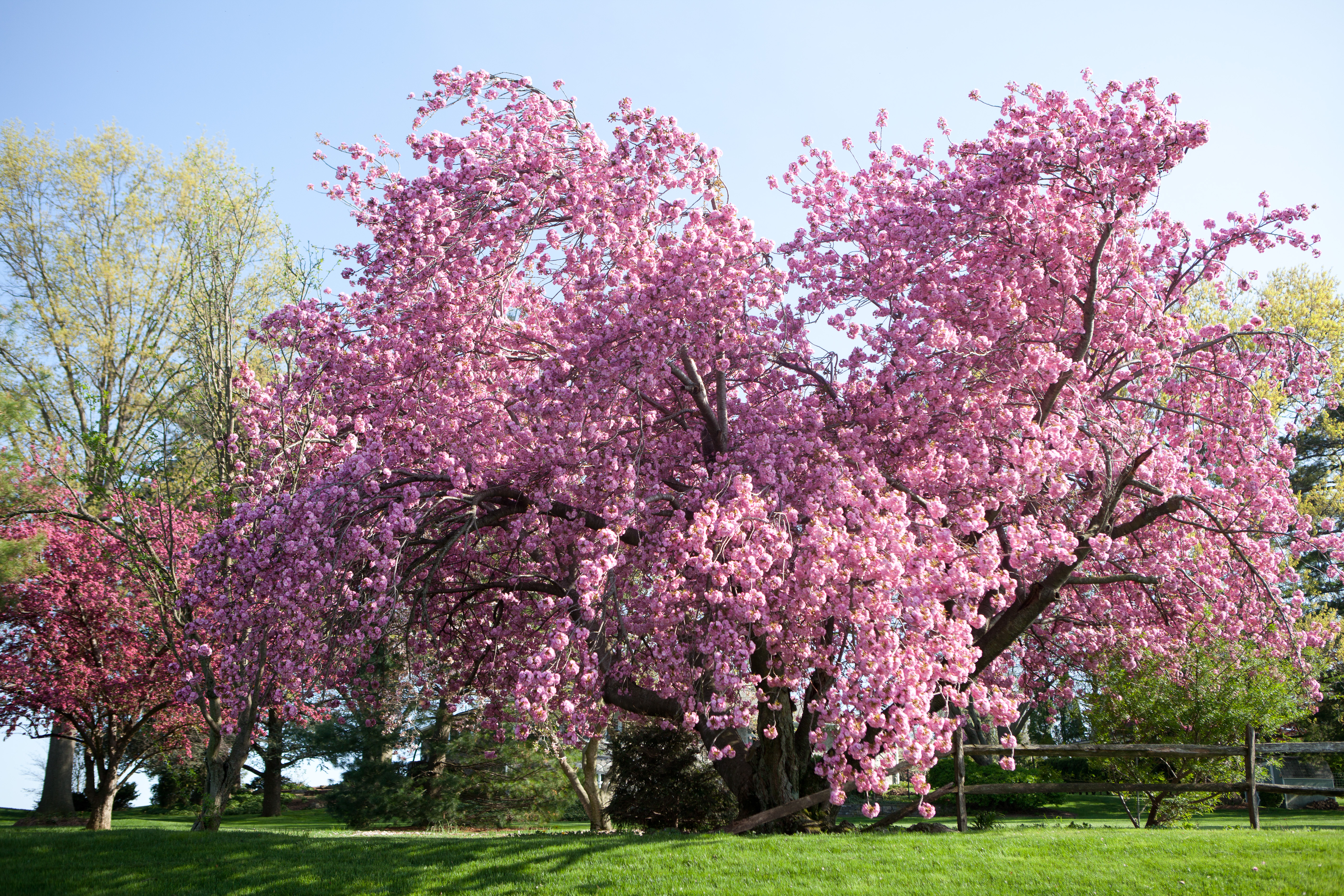 Our' pink tree, spring is here! | debrahorstphotography