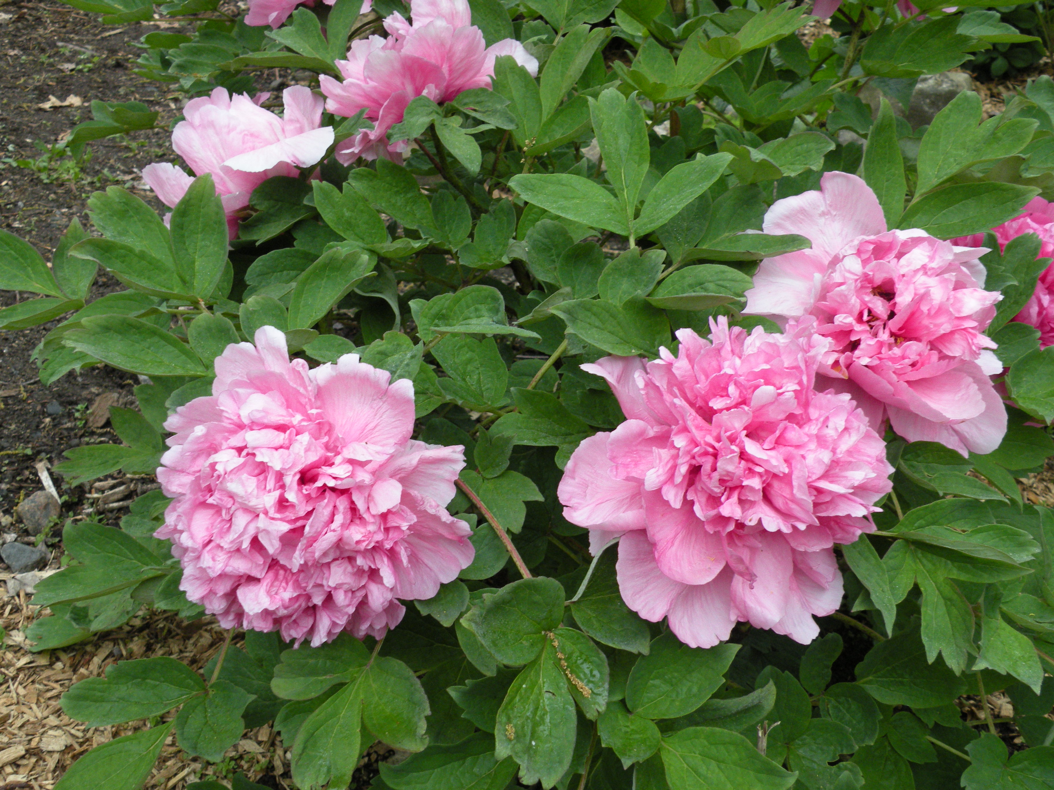 Peony Growth Habits: a peony for every place – Cricket Hill Garden
