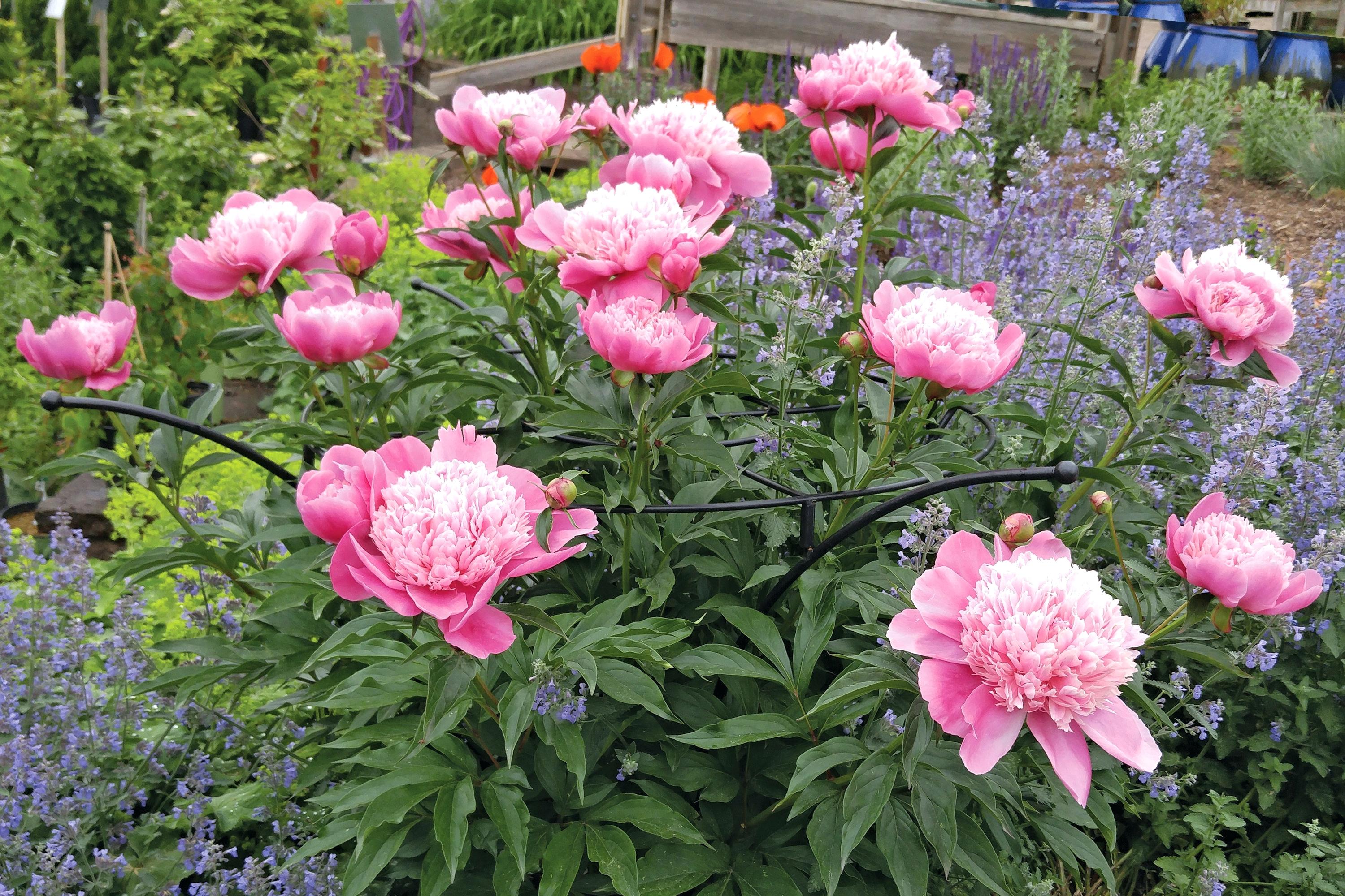 Peonies Plant Plant Supports Planting Bare Root Peonies In Pots ...