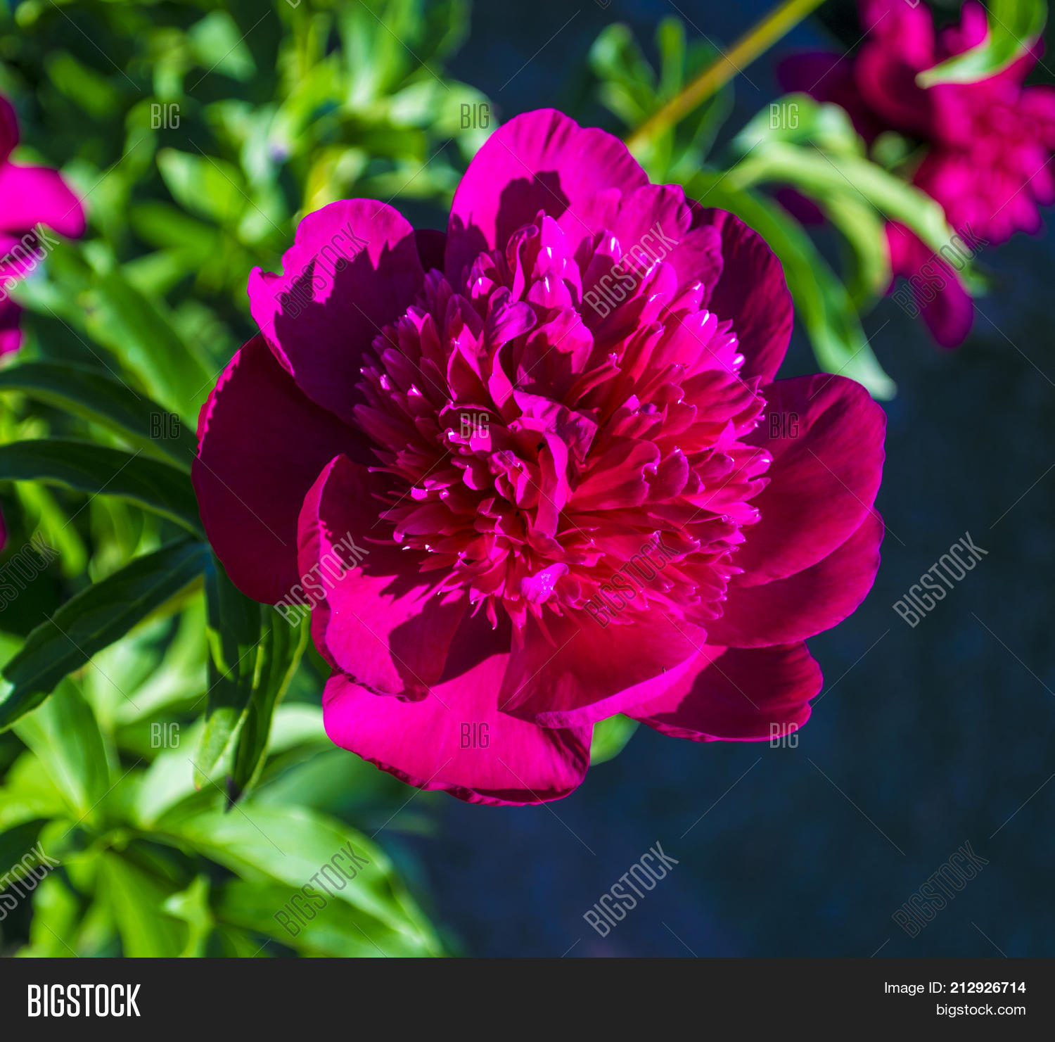Peonies. Flowers Peonies. Flowering Image & Photo | Bigstock