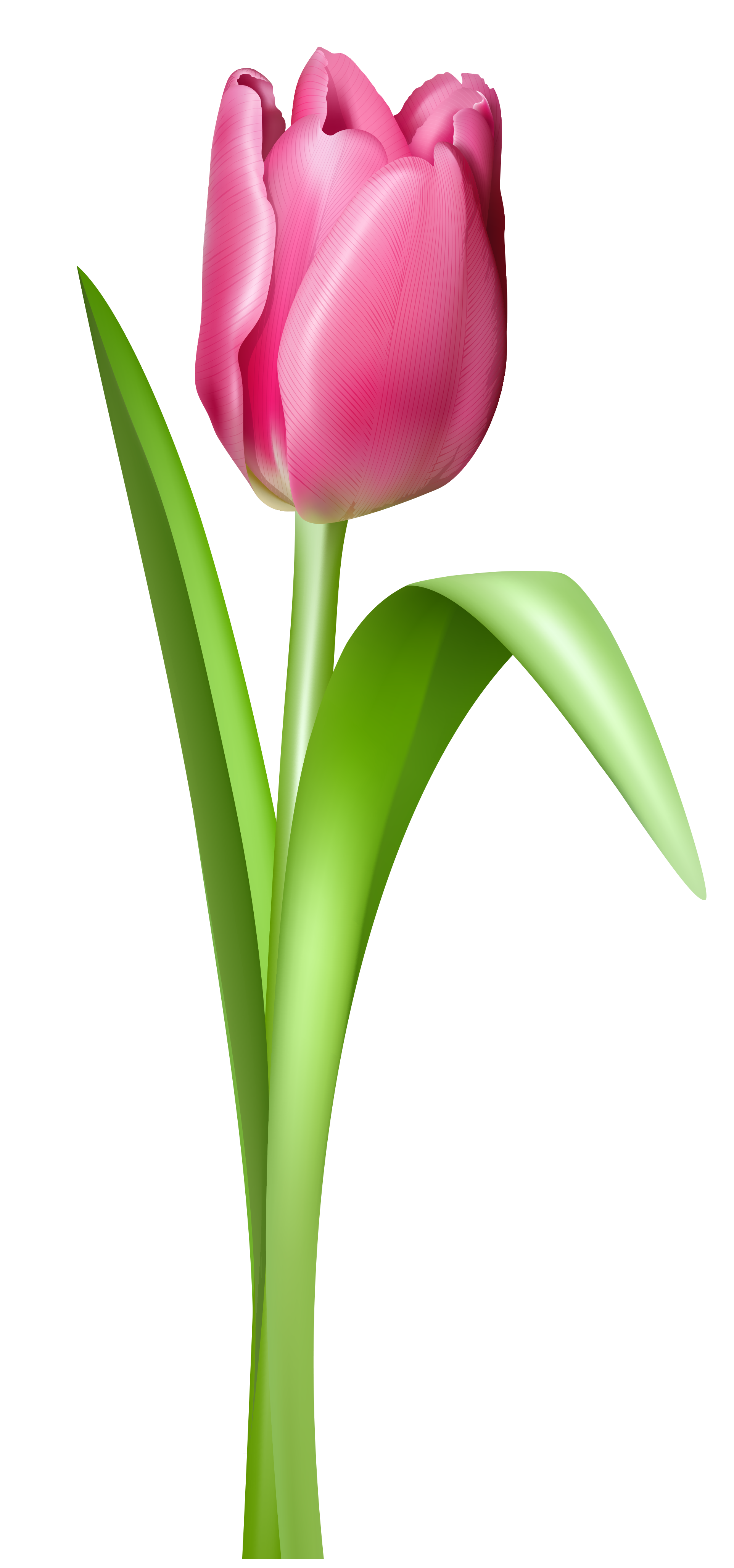 Pink Tulip Transparent PNG Clipart Picture | Gallery Yopriceville ...