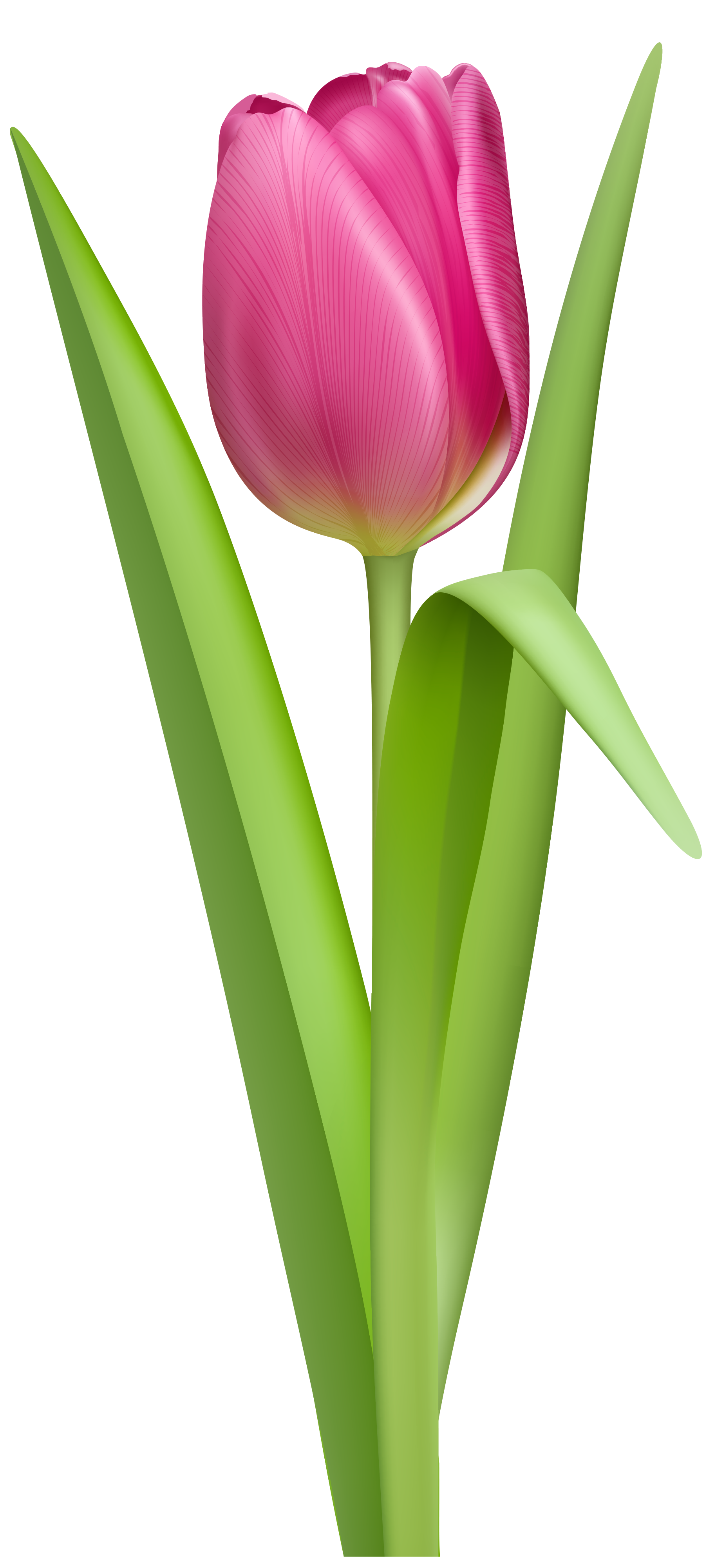 Single white tulip photo