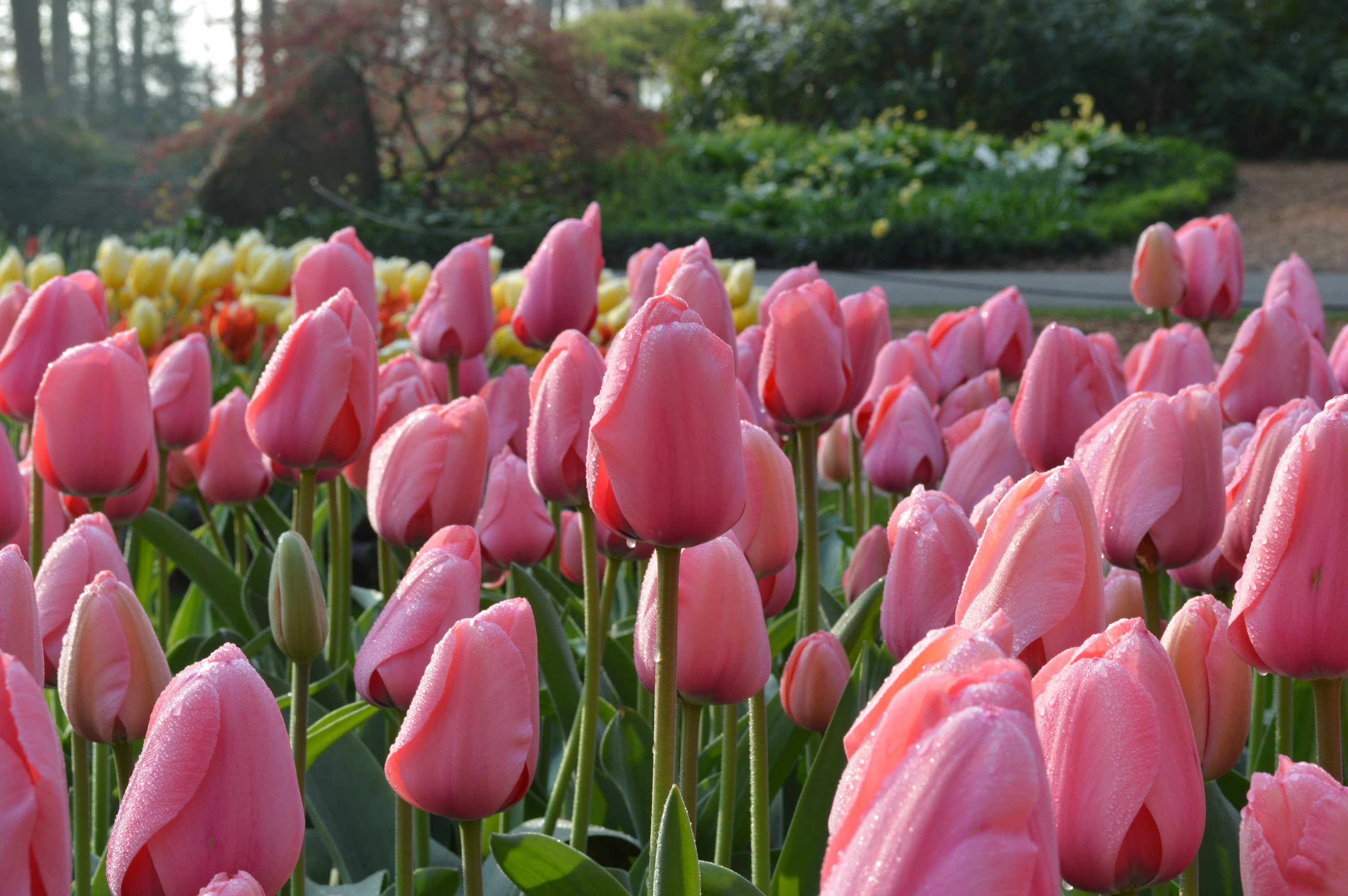 Pink Jumbo Darwin Tulip Bulbs - Landscaper Special – DutchGrown