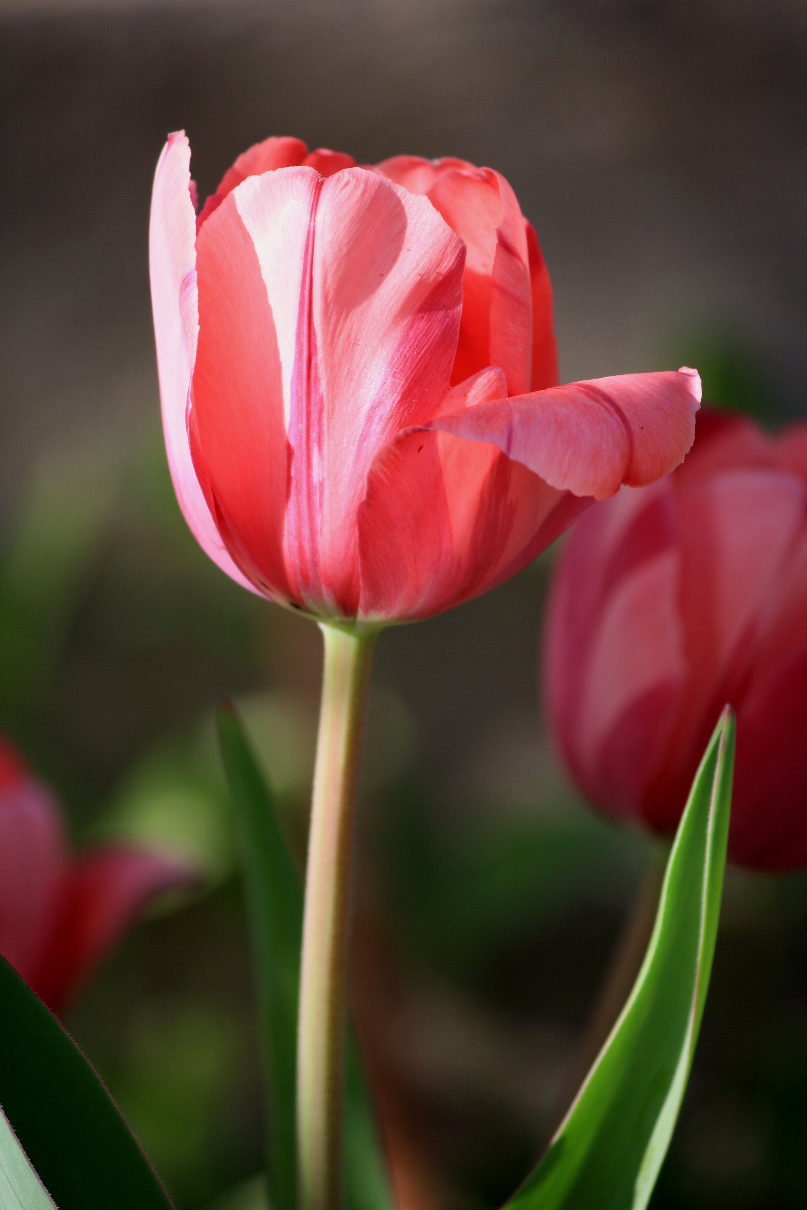 Pink Tulip with One Petal Open Picture | Free Photograph | Photos ...