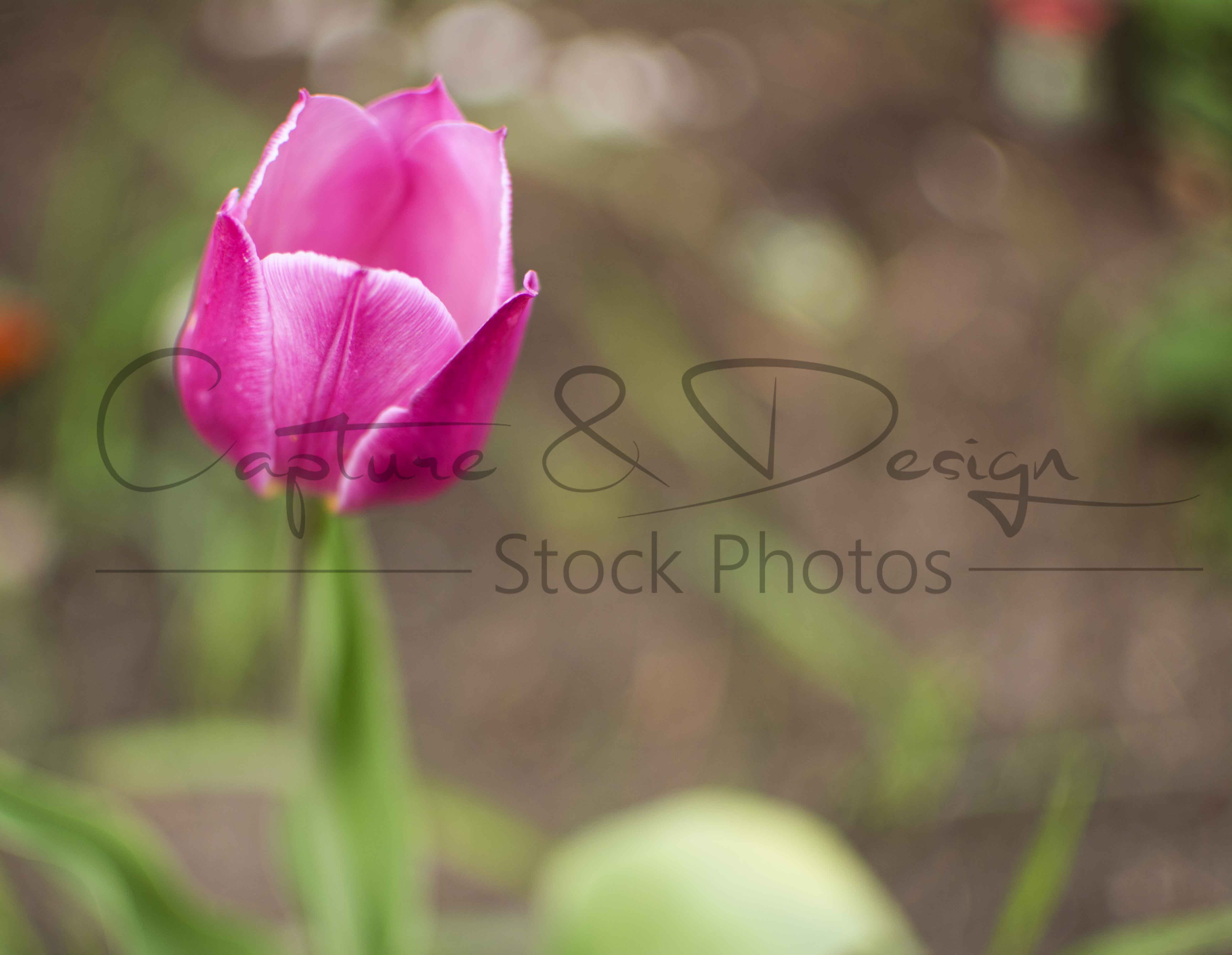 Pink Tulip with Blurred Background