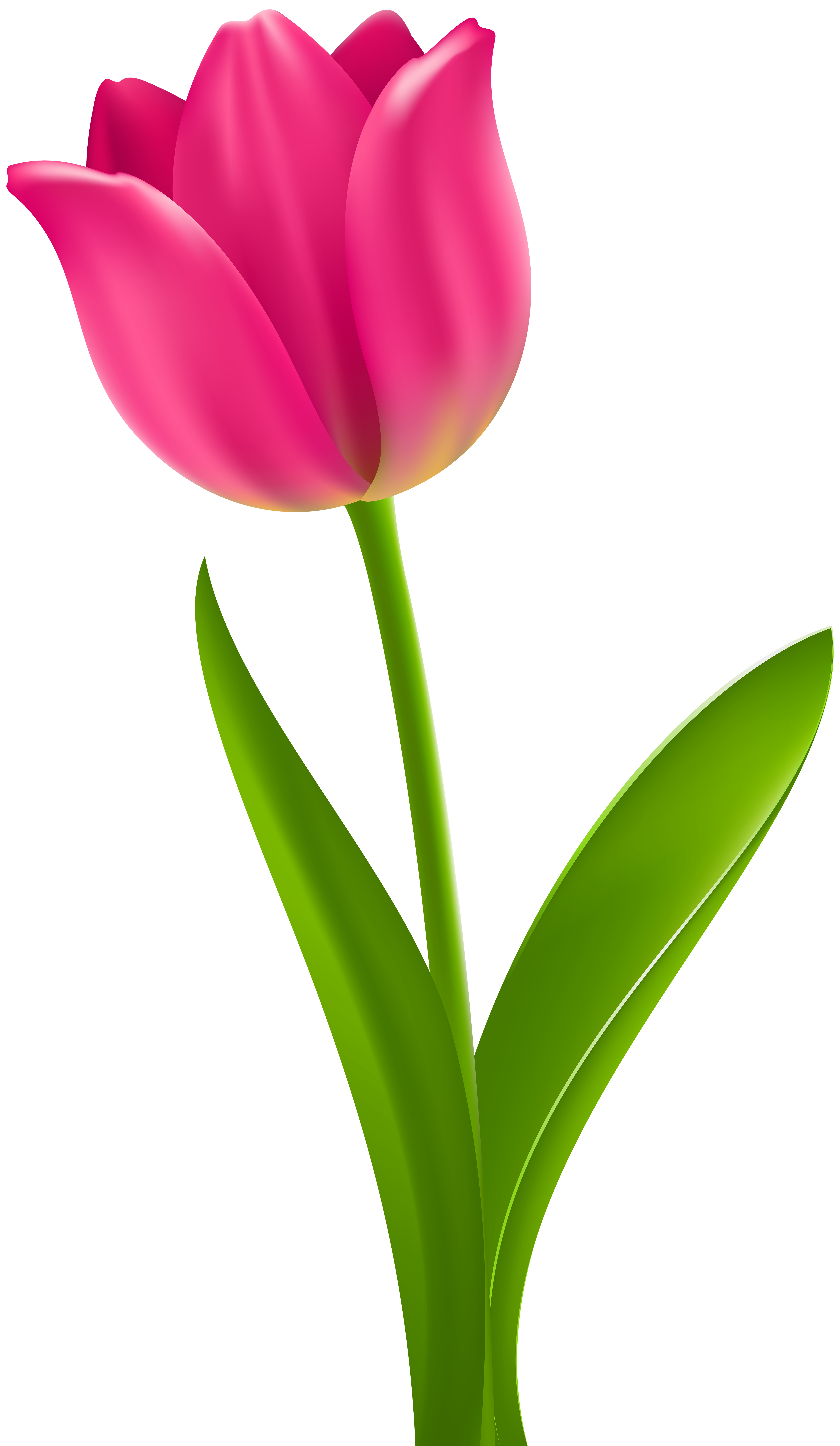 Pink tulip photo