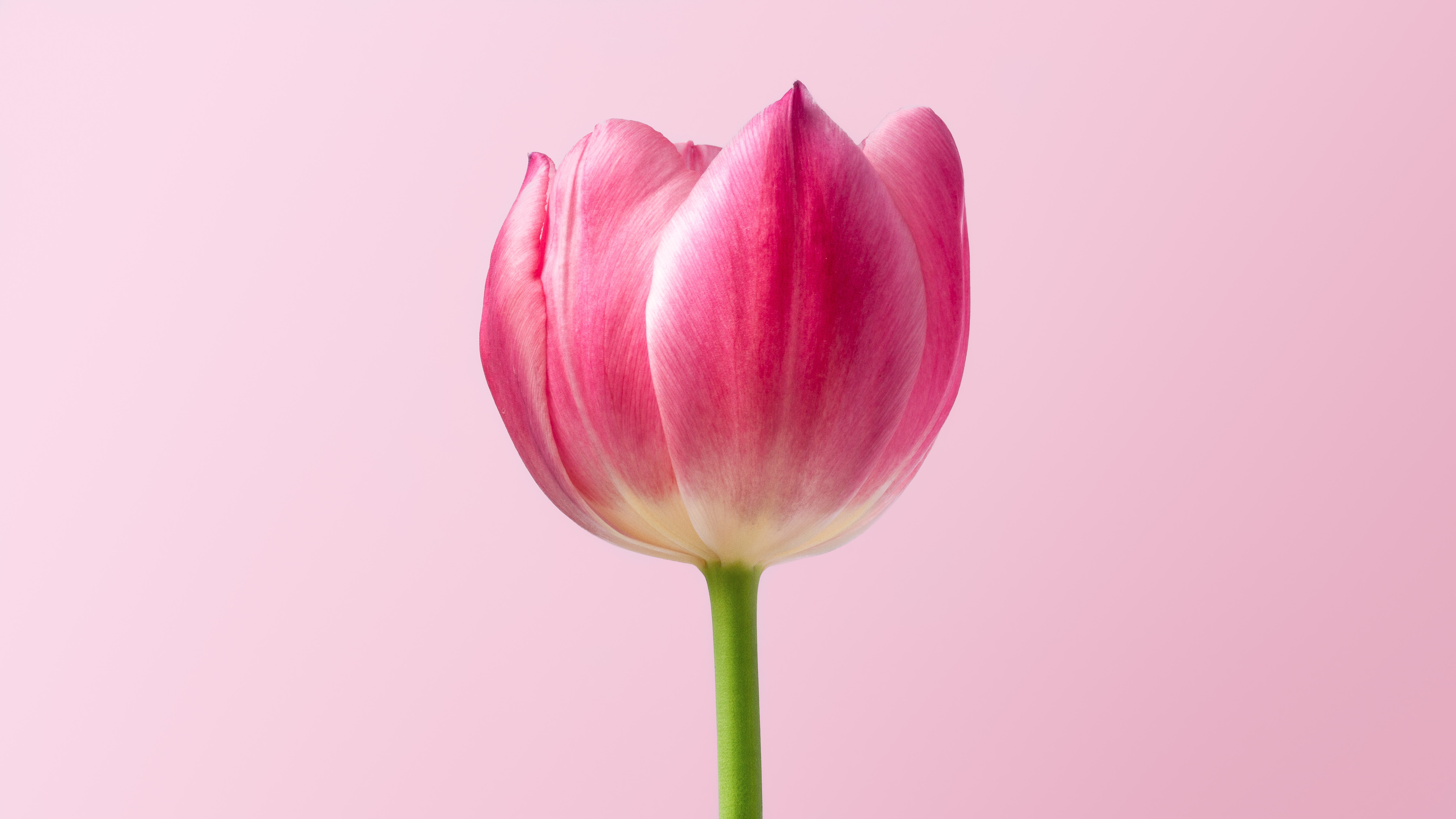 Picalls.com | Pink tulip by Dlanor S.
