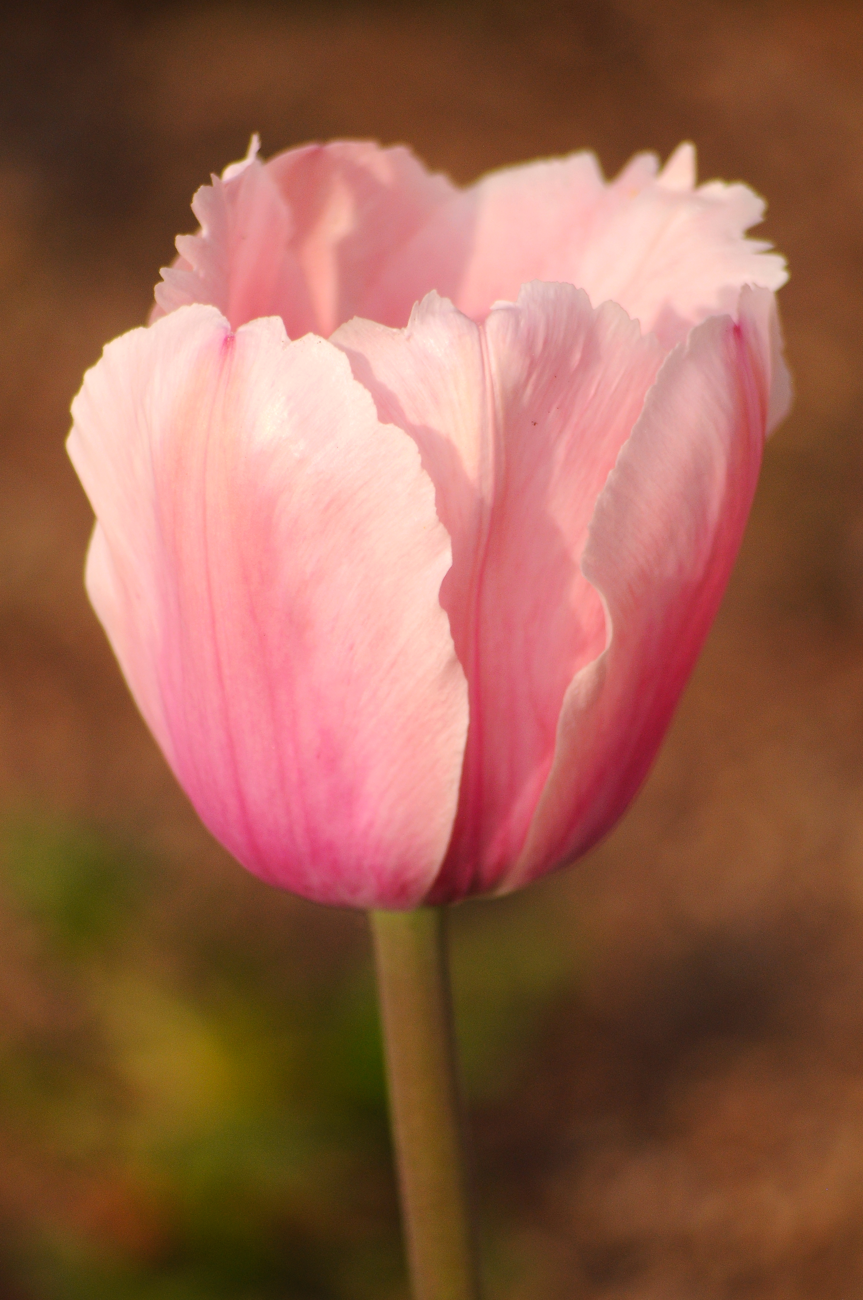 Single Pink Tulip – Gallery Wrap Canvas | Jigaprints