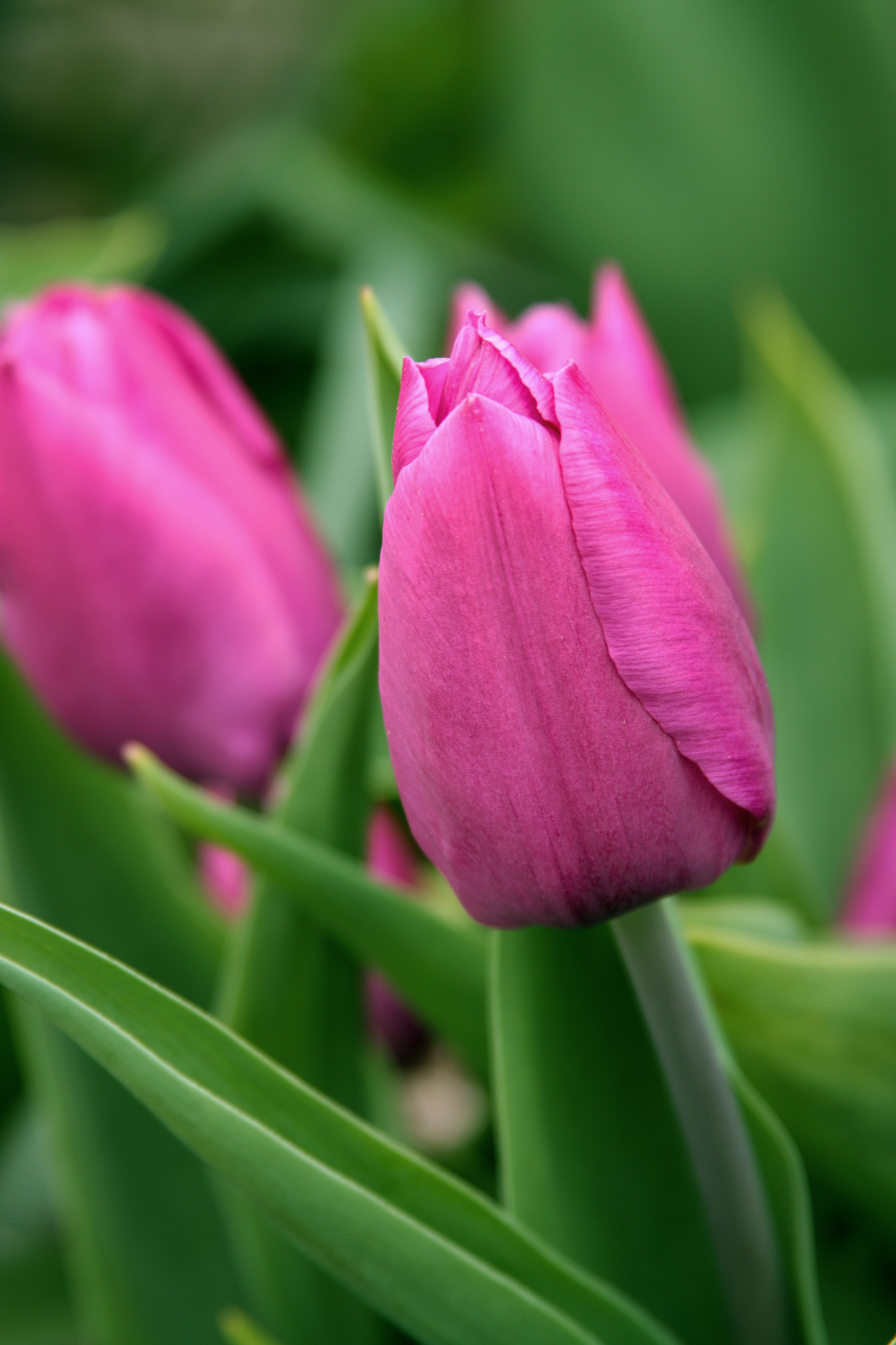 File:Pink Tulip.jpg - Wikimedia Commons