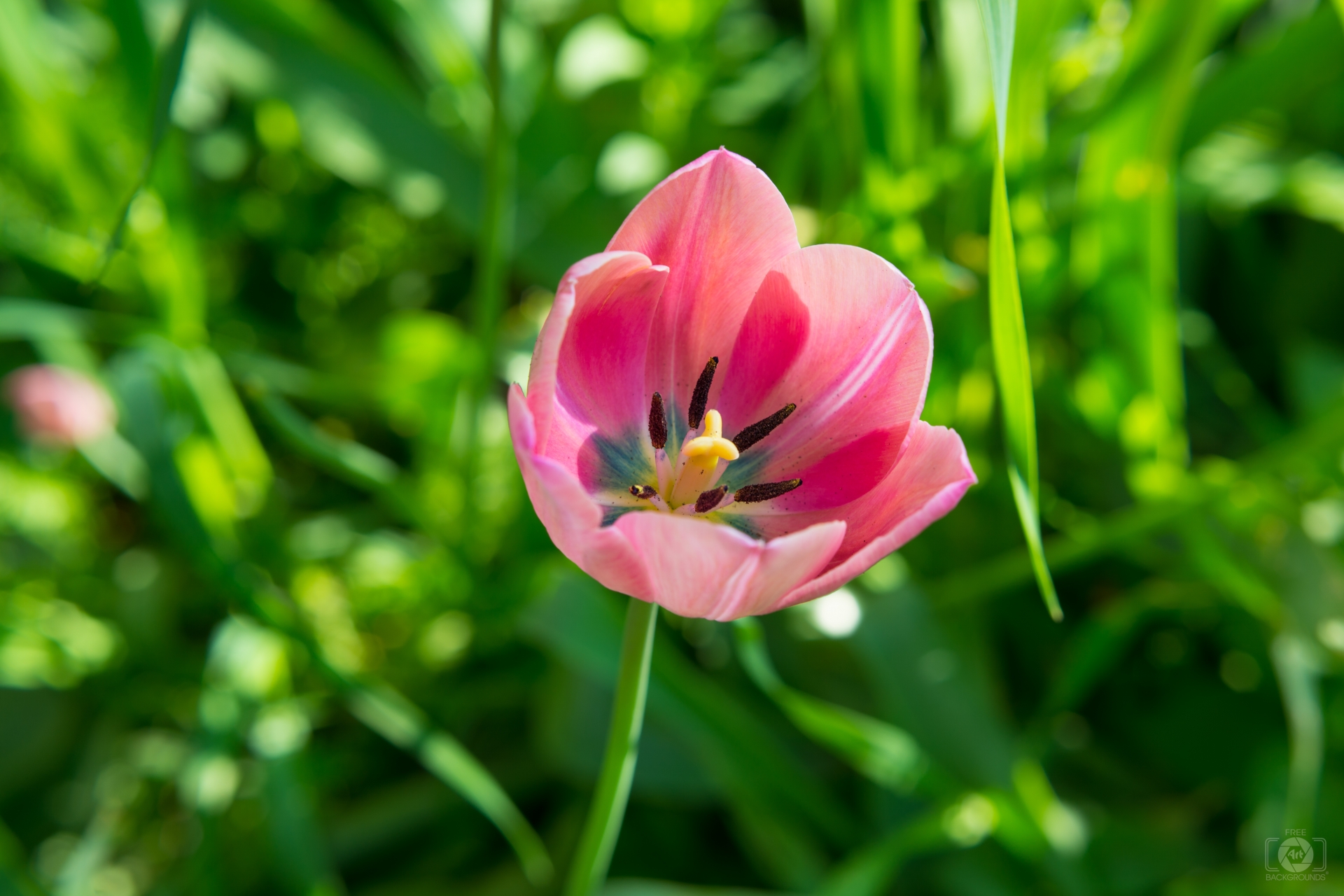 Pink Tulip Background - High-quality Free Backgrounds