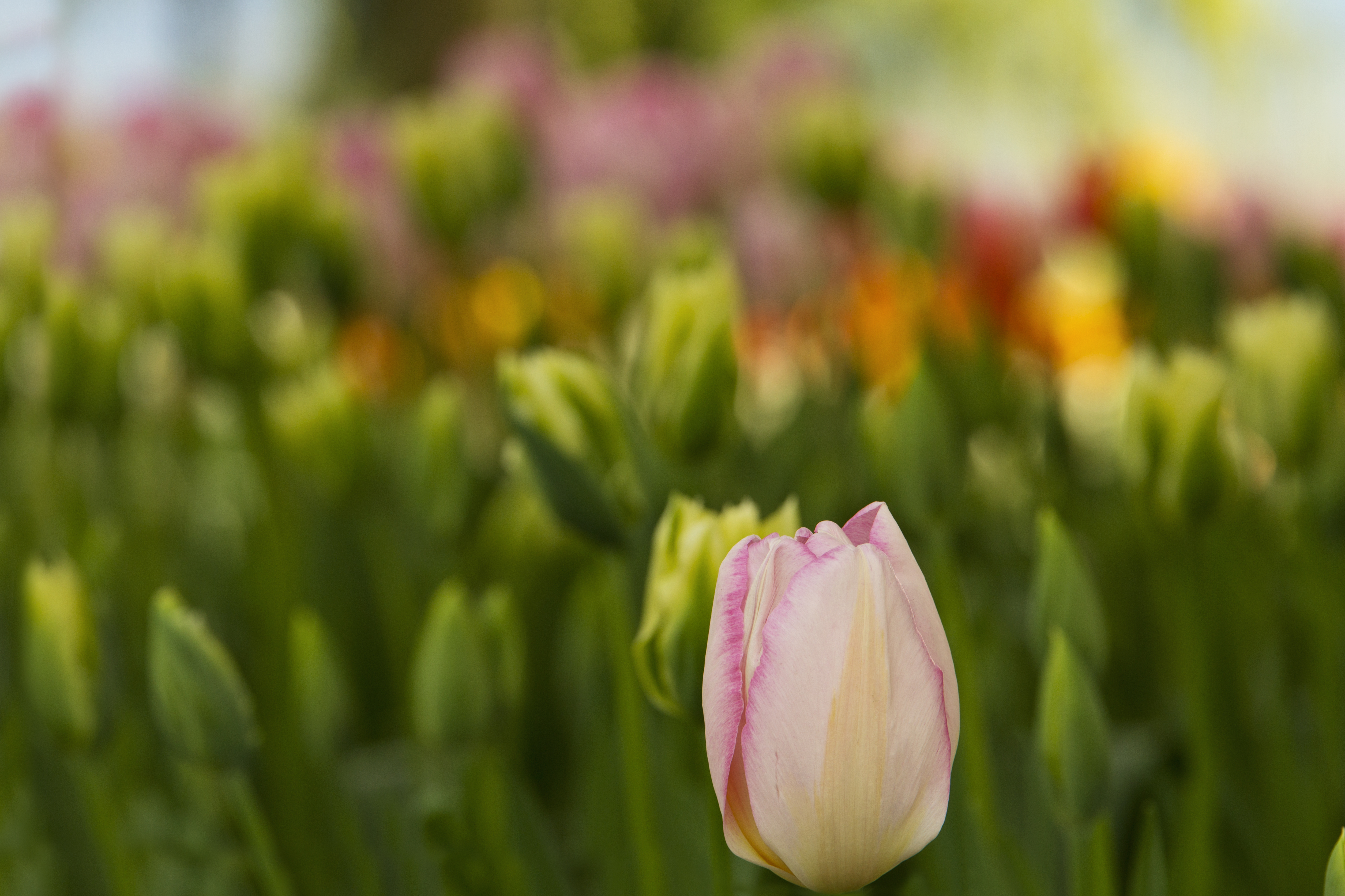 Pink Tulip in Flower Bed | Christy Peterson
