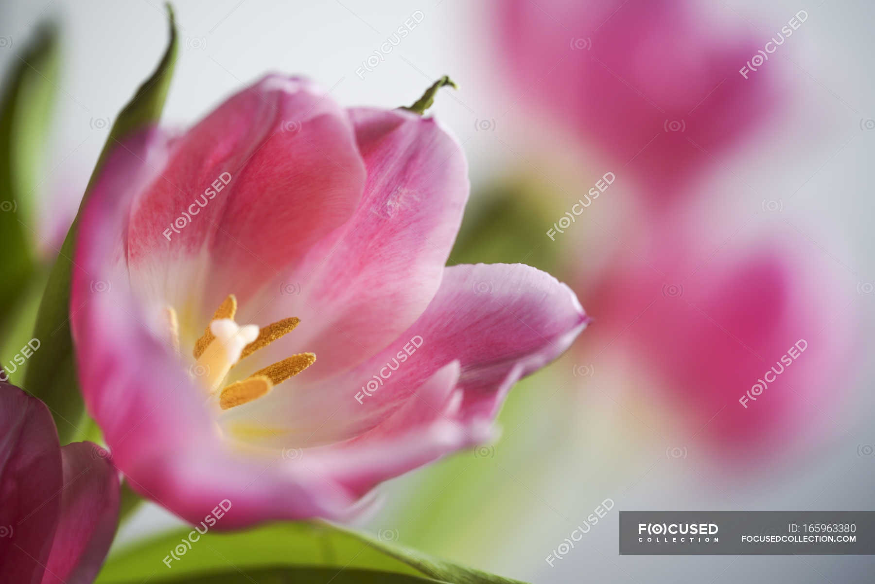 Pink tulip flower — Stock Photo | #165963380