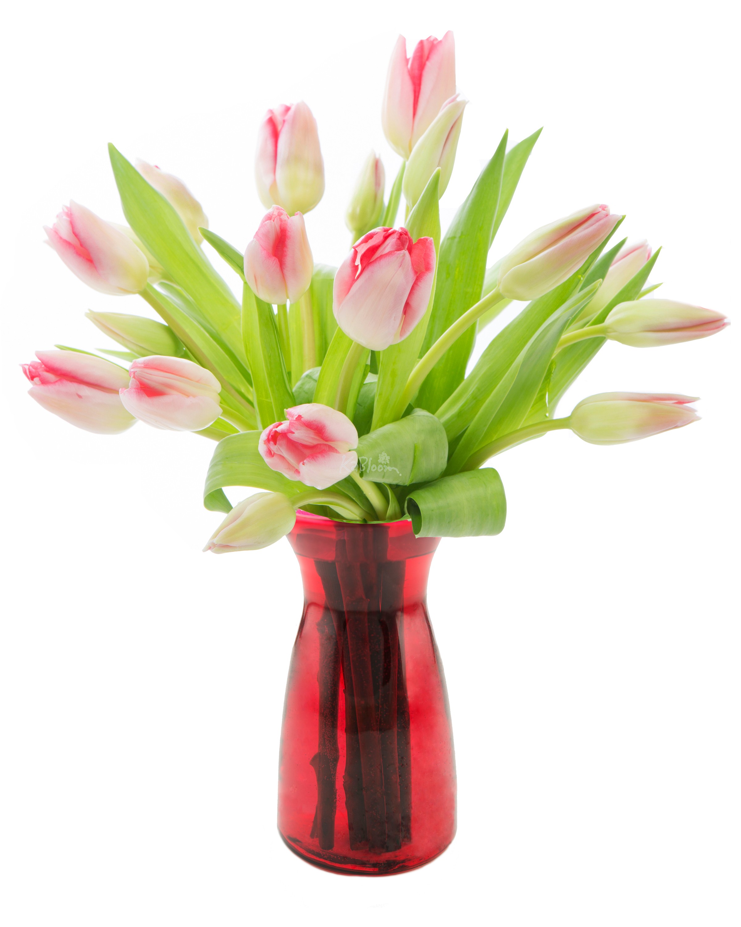 Pink Tulip Bouquet (20 Stems) for Sale Online