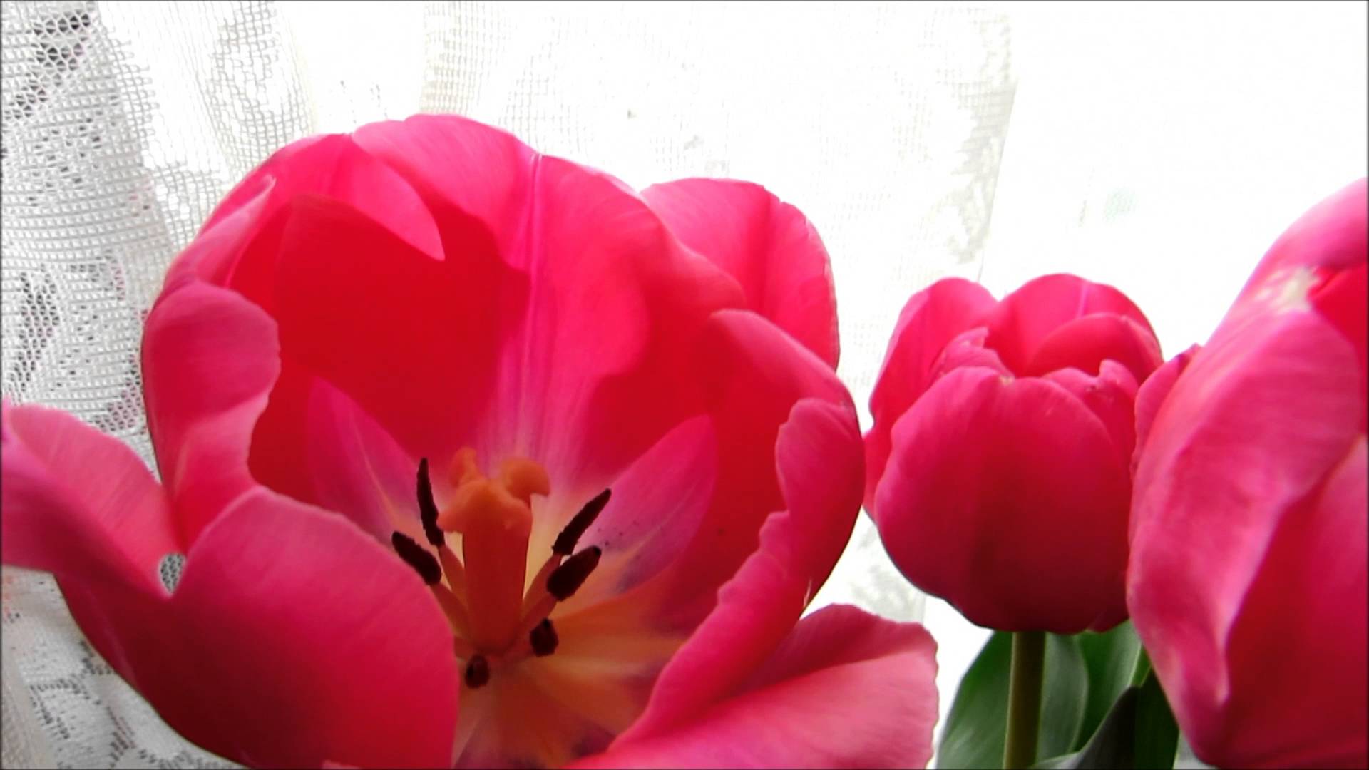 ✿⋟❤ღ*•⚜My beautiful pink tulip flowers⚜•*ღ❤⋞✿ - YouTube