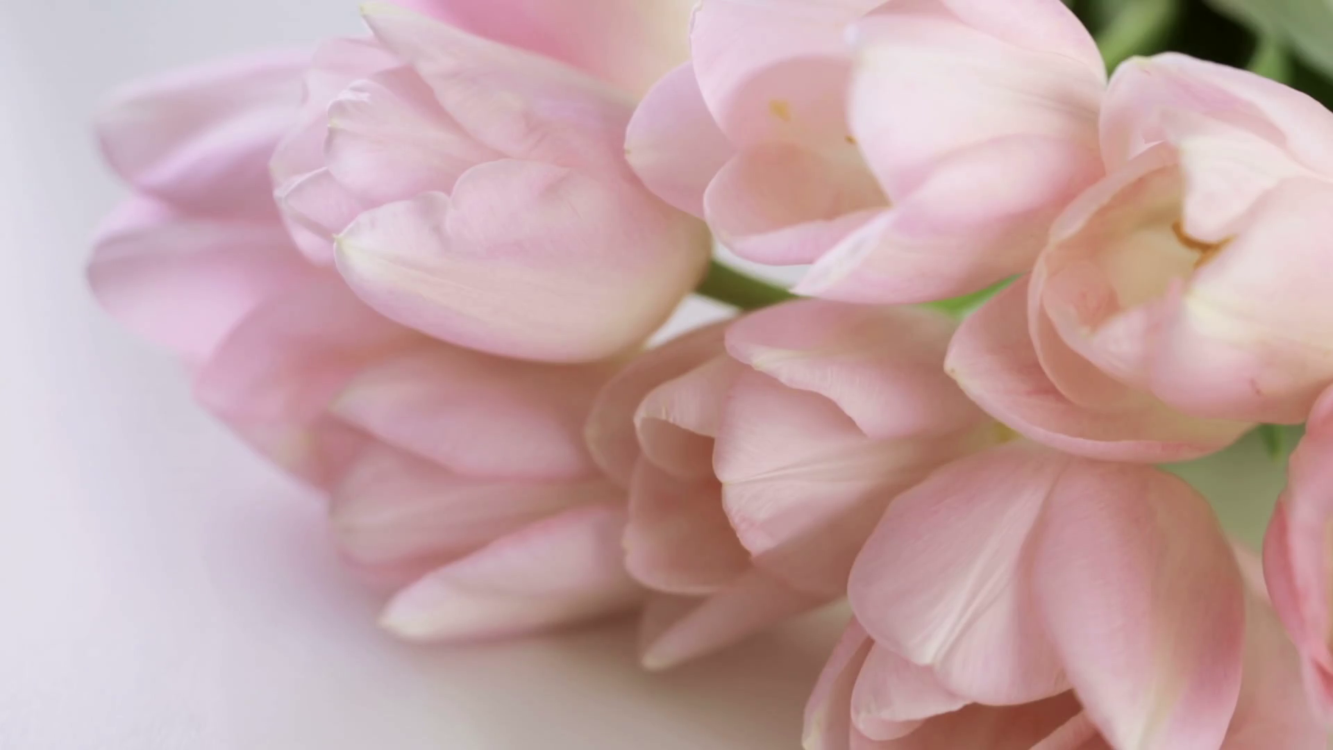 Light pink tulips on a white background. Stock Video Footage ...