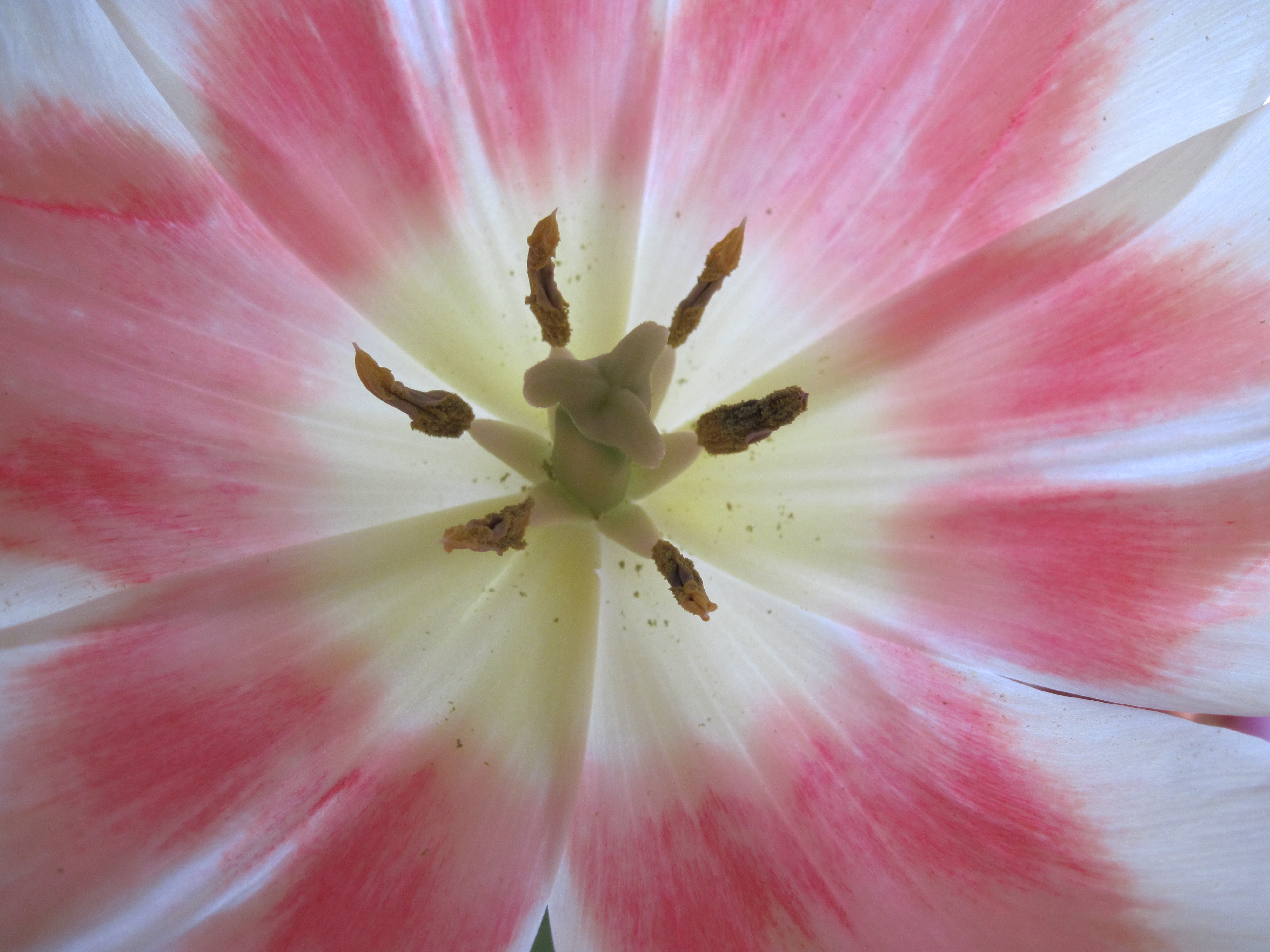 Pink tulip close-up photo
