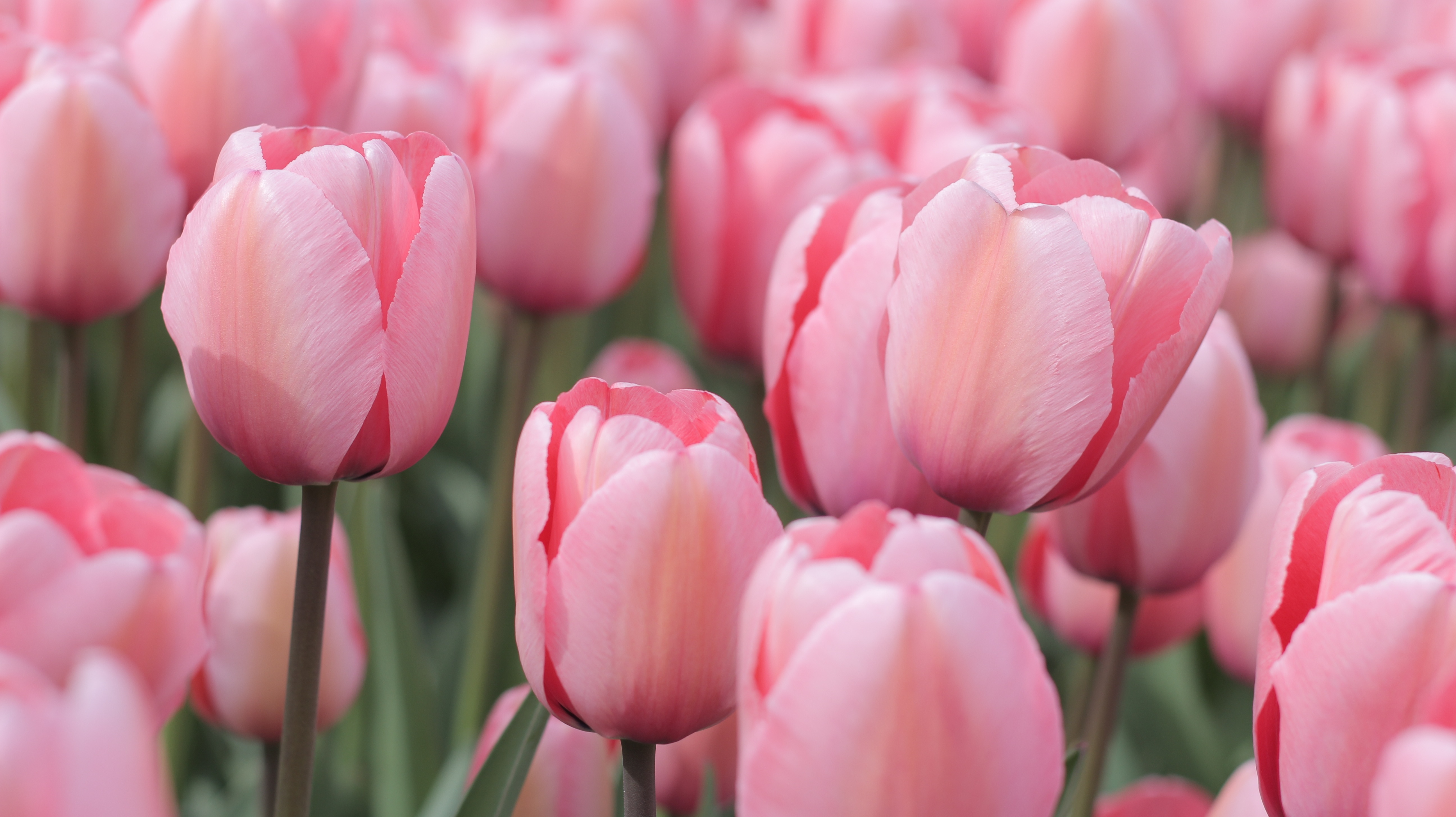 Free Images : field, flower, petal, tulip, spring, pink, tulips ...