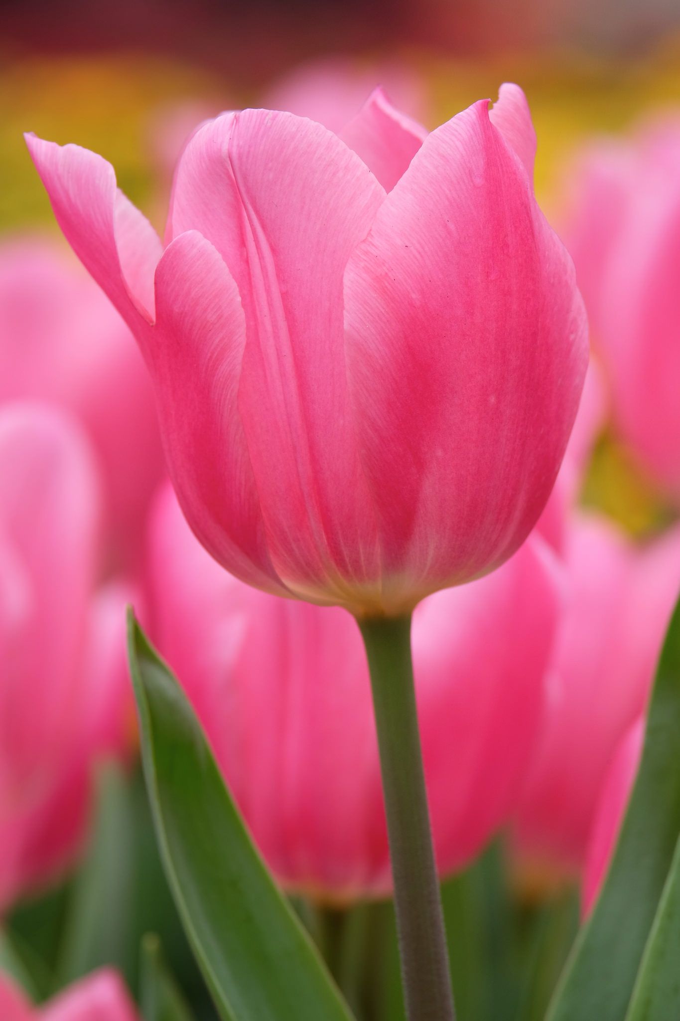 Free photo: Pink Tulips - Blooming, Flower, Fragrance - Free Download ...