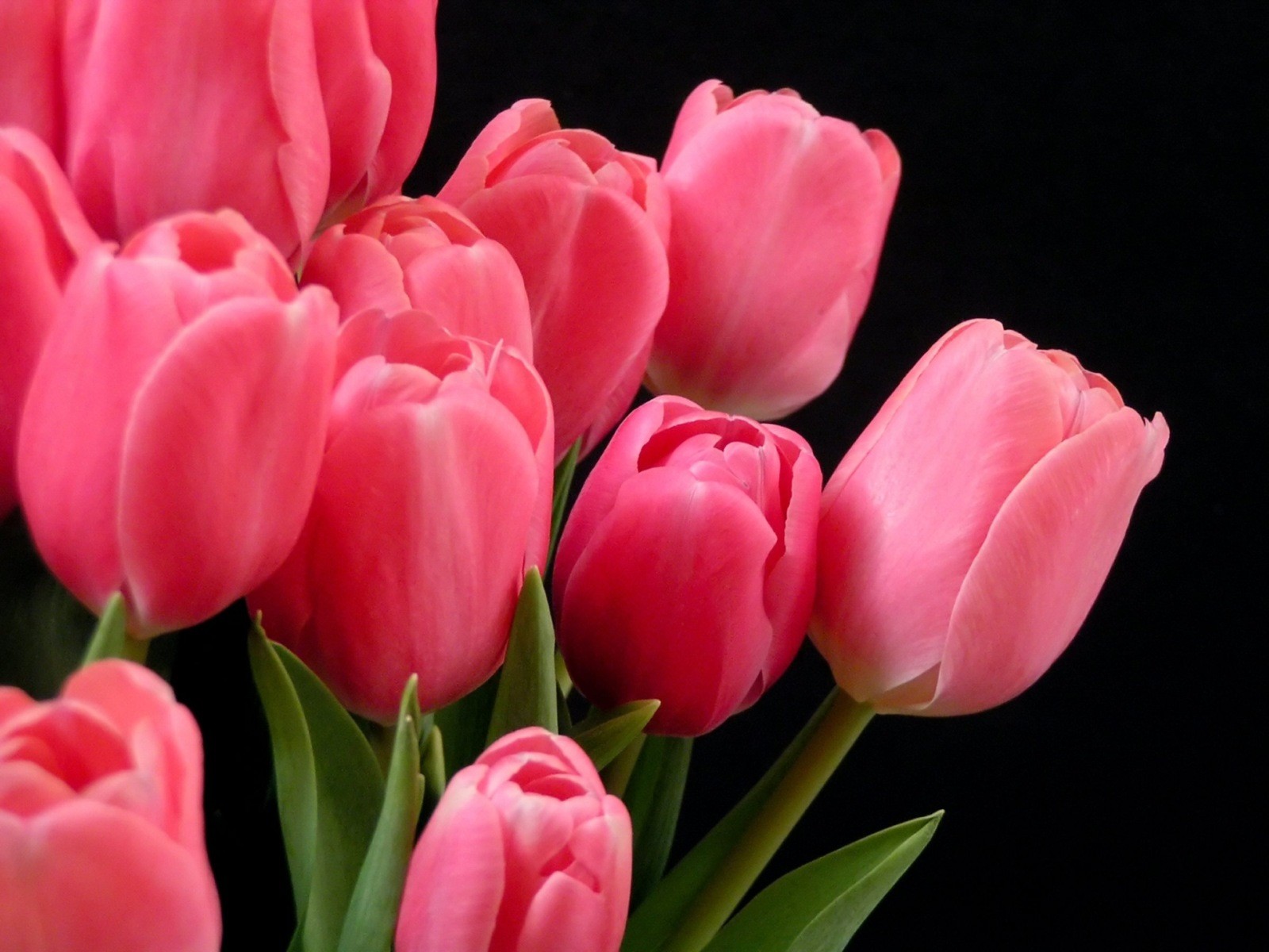 Pink Tulips 22699 1600x1200 px ~ HDWallSource.com