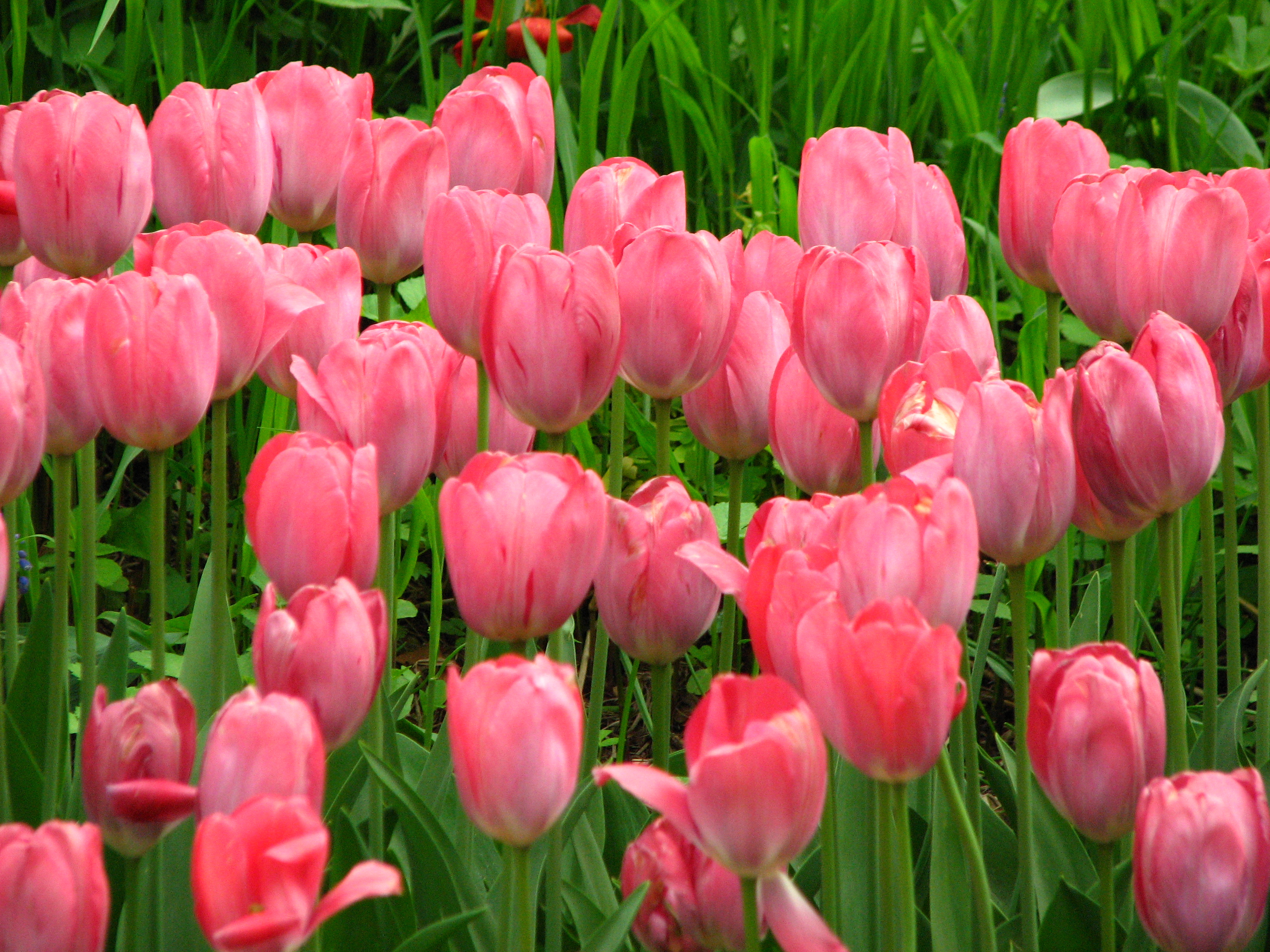 Pink Tulips HD Wallpaper | Flowers Wallpapers
