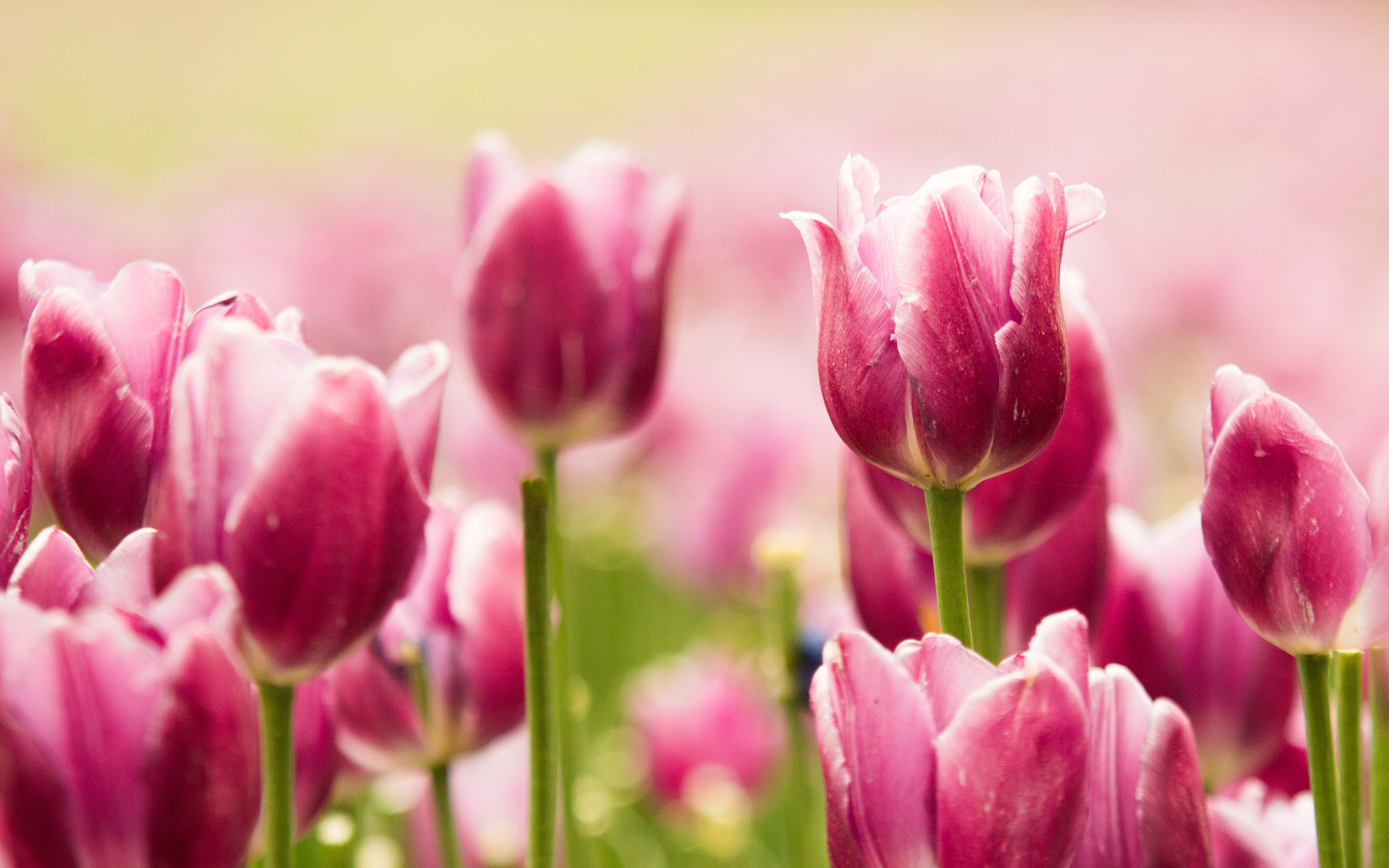 Beautiful Pink Tulips Wallpapers | HD Wallpapers | ID #18758