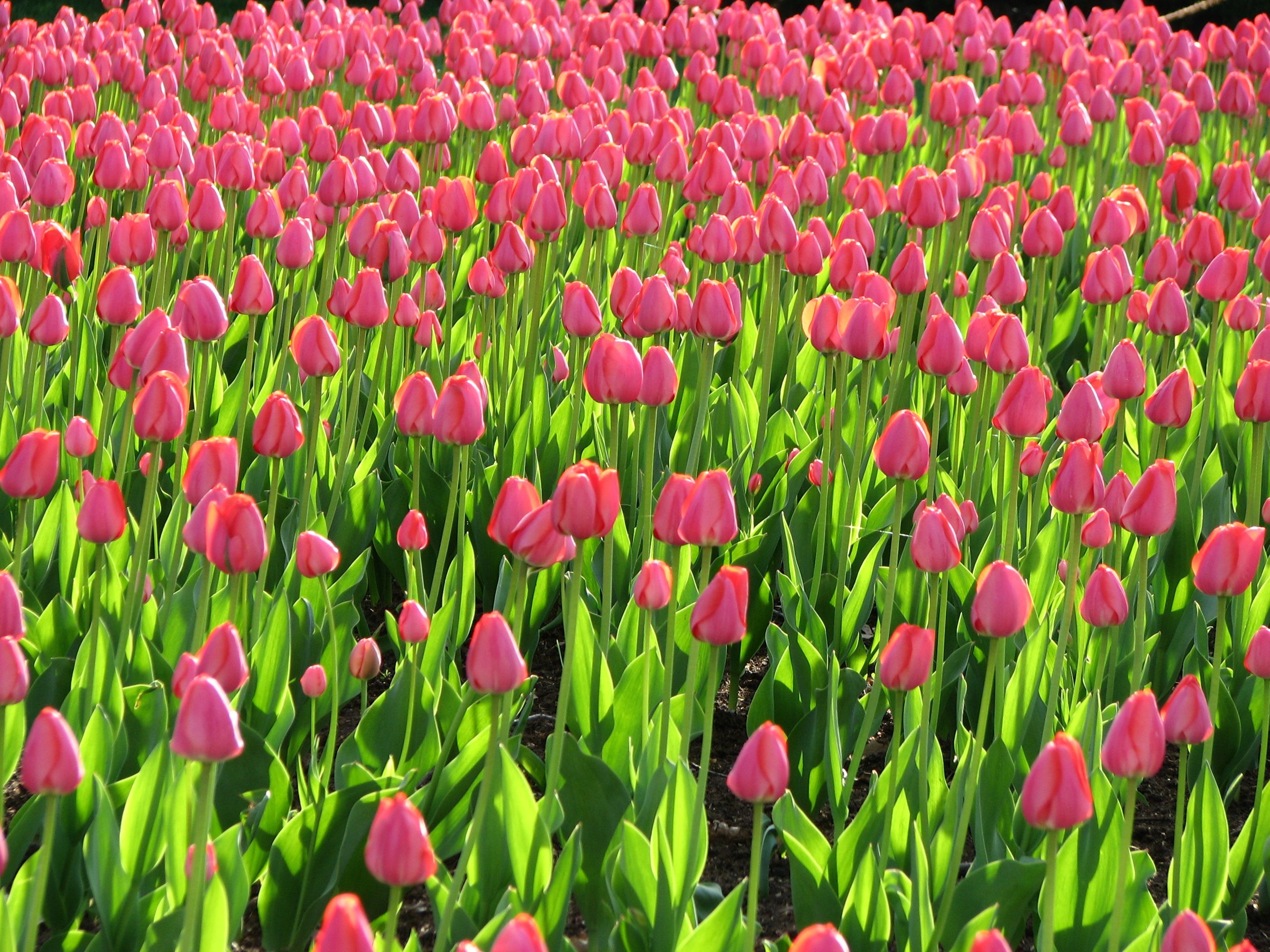 File:Pink tulips field.jpg - Wikimedia Commons
