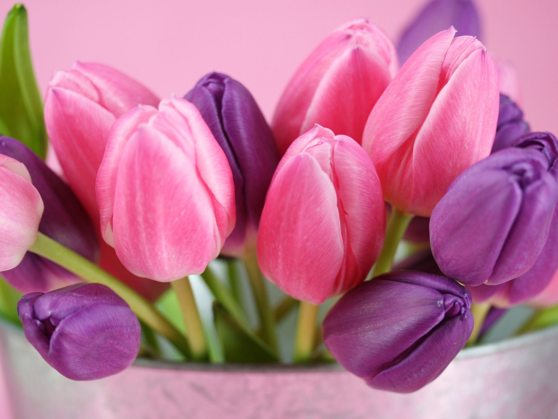 Dark Purple and Pink Tulips Flower Arrangements HD Picture | pink ...
