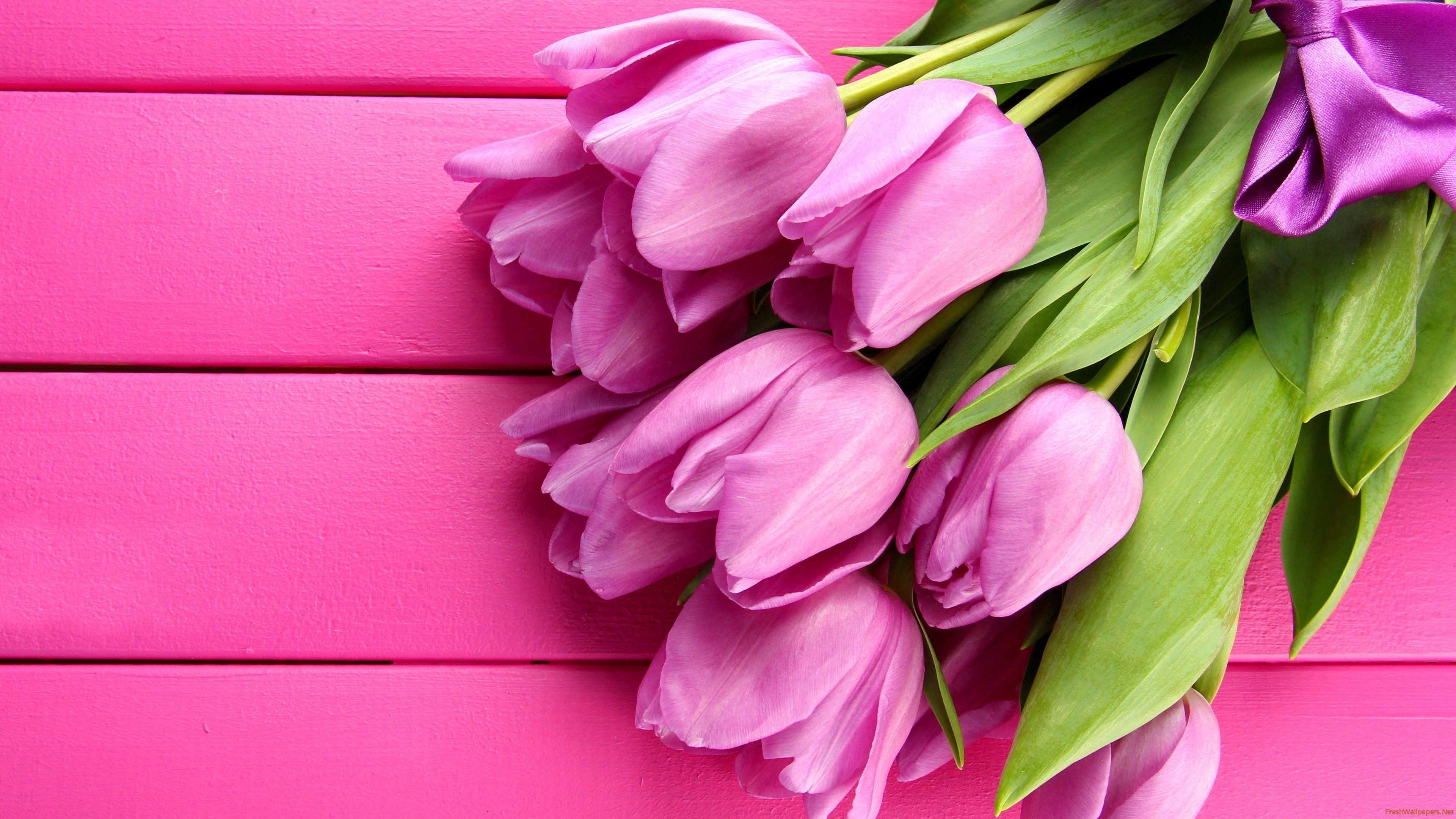 Gorgeous Pink Tulips wallpapers | Freshwallpapers